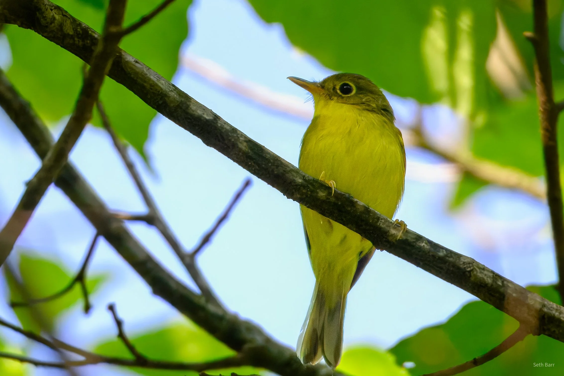 Alstrom's Warbler - Shaanxi Province