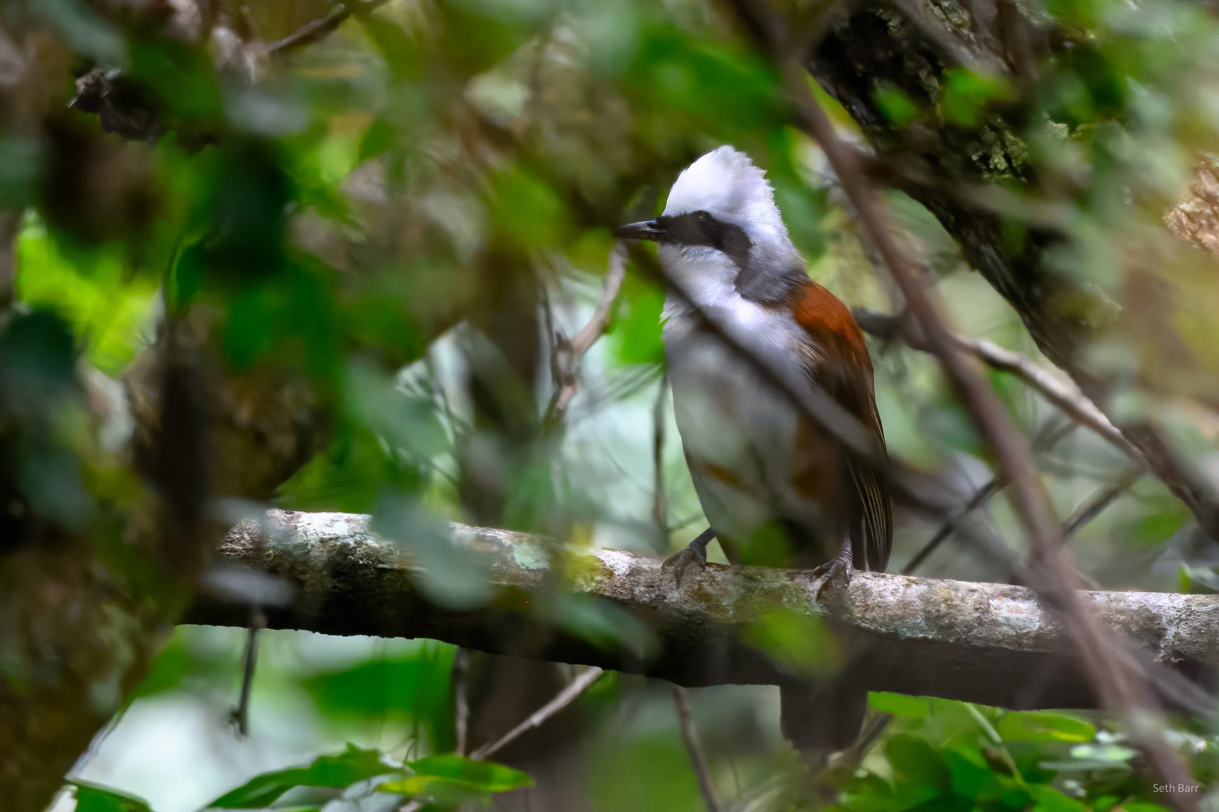 White-Crested Laughingthrush