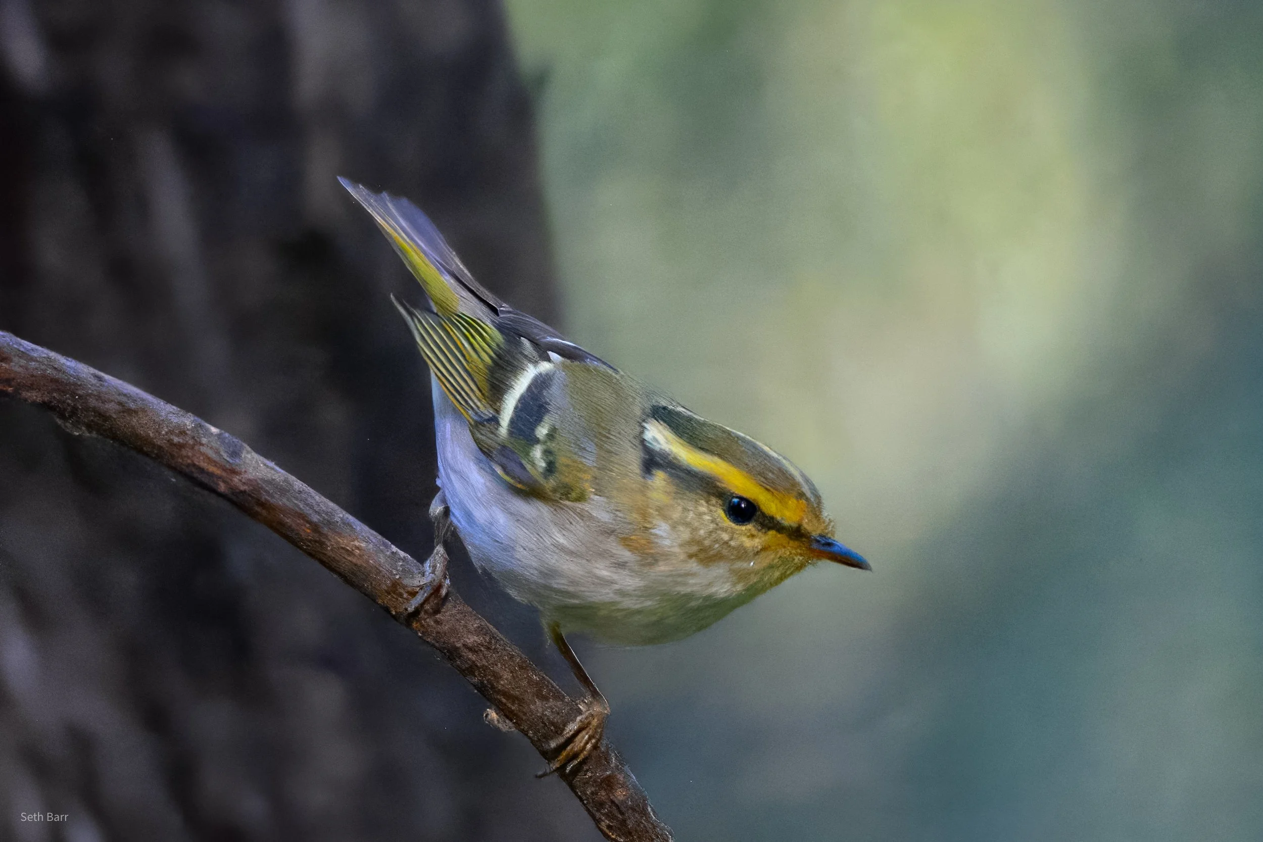 Pallas Leaf Warbler - Beijing