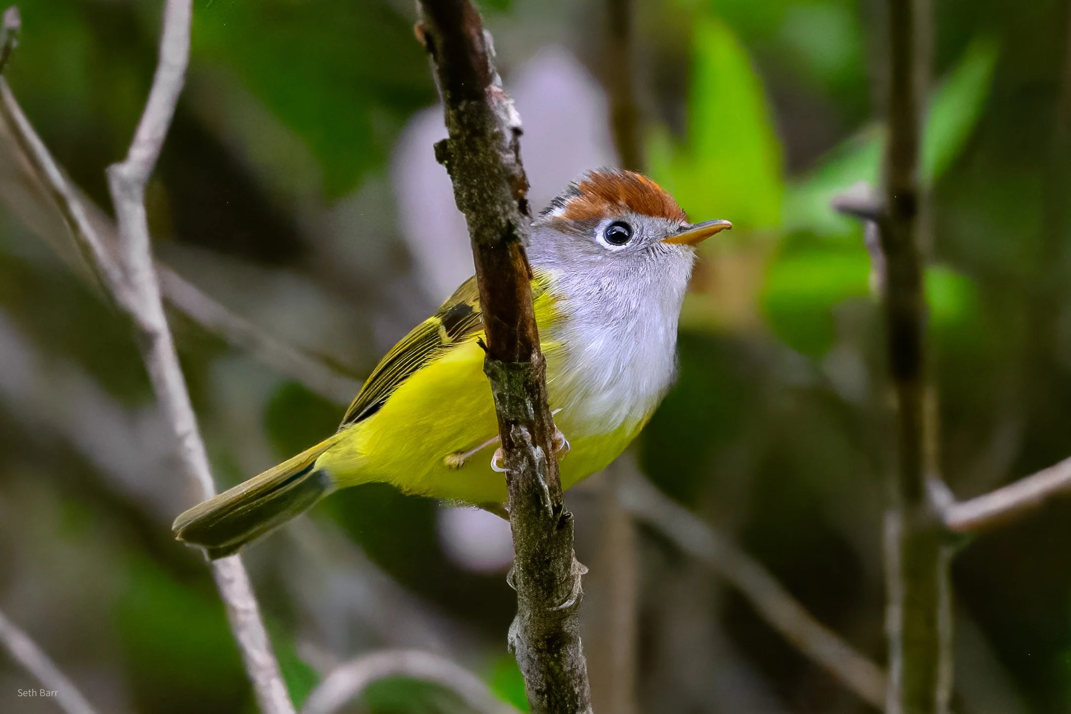 Chestnut-Crowned Warbler - Shaanxi Province