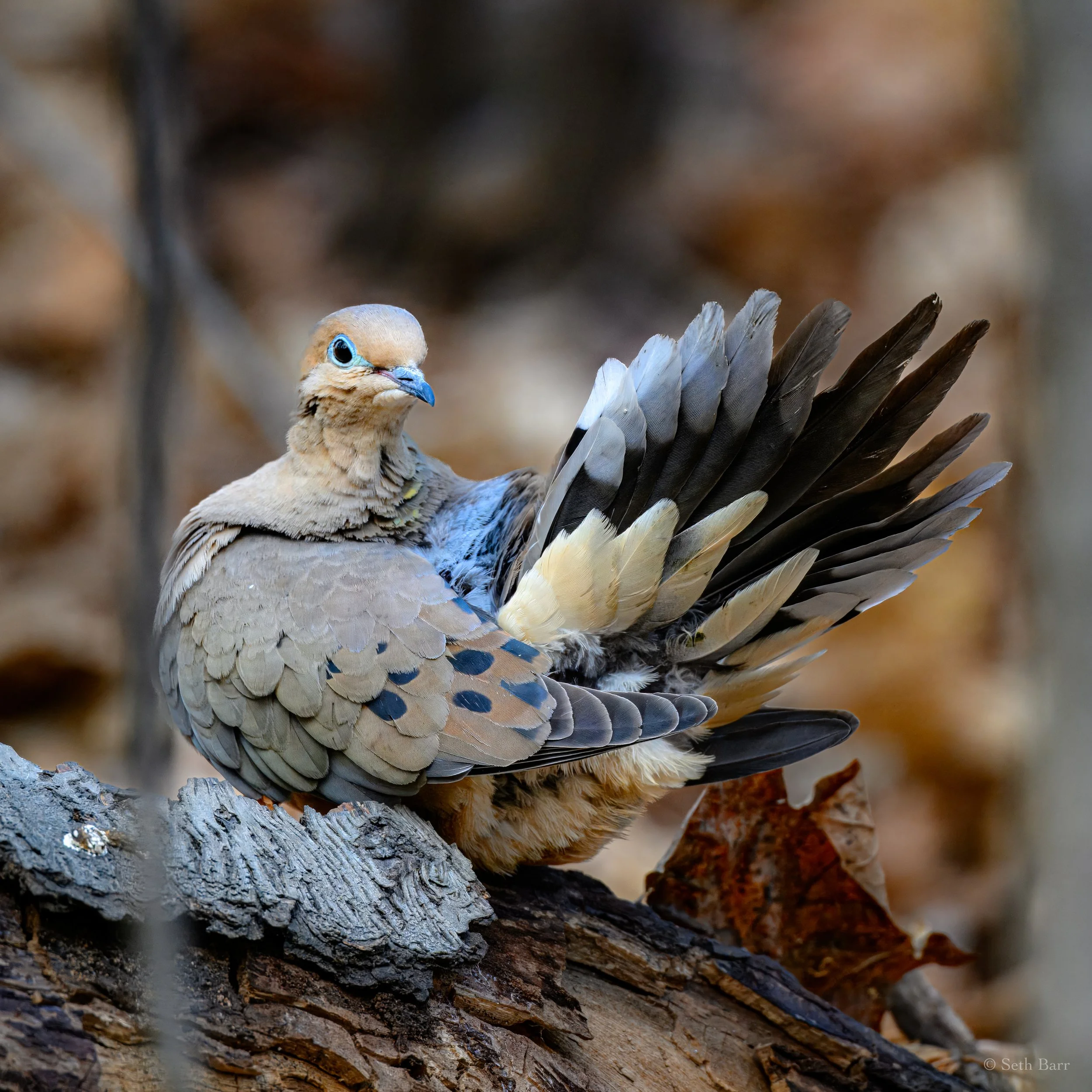 Mourning Dove