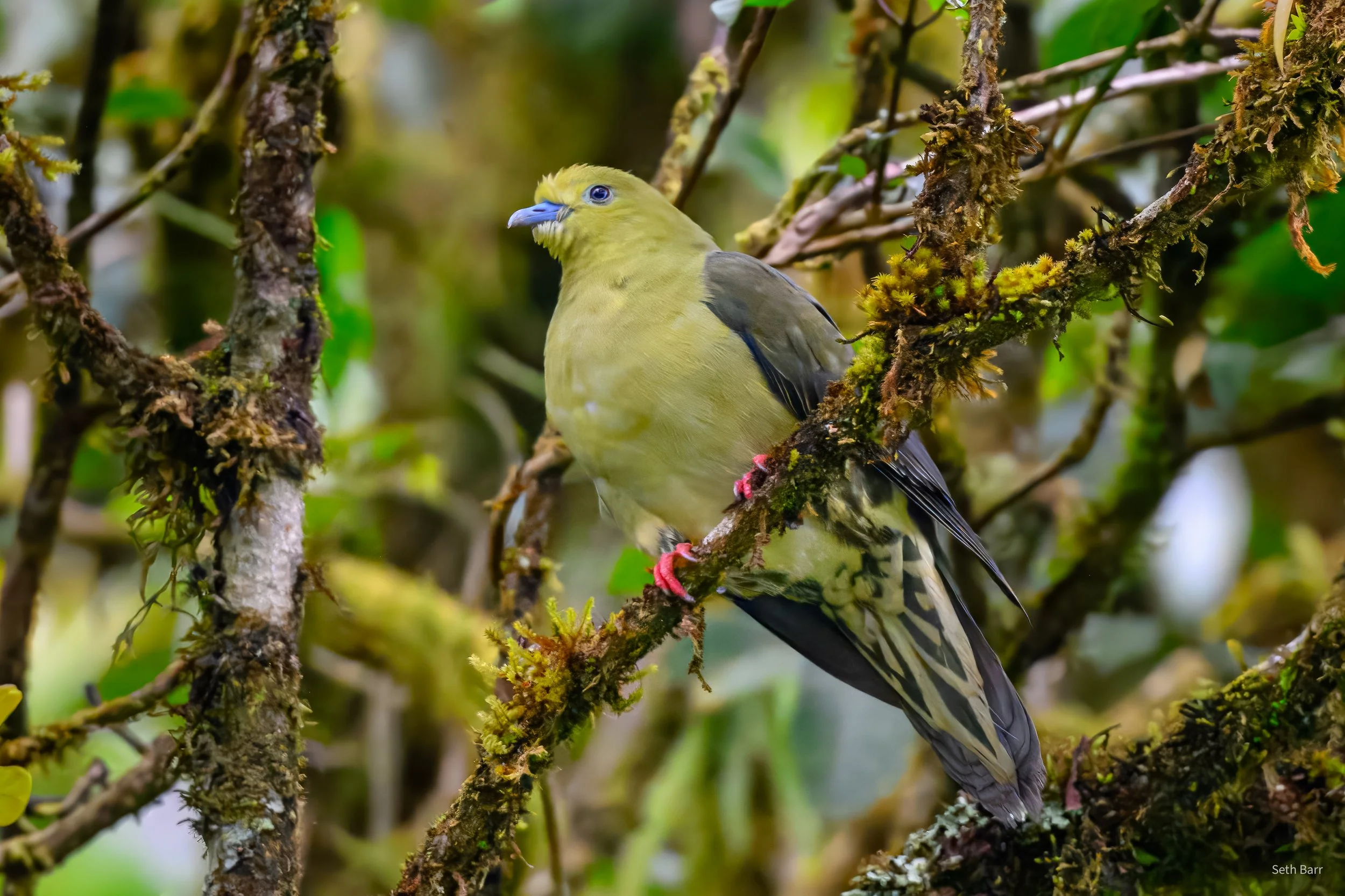 Wedge-Tailed Green Pigeon