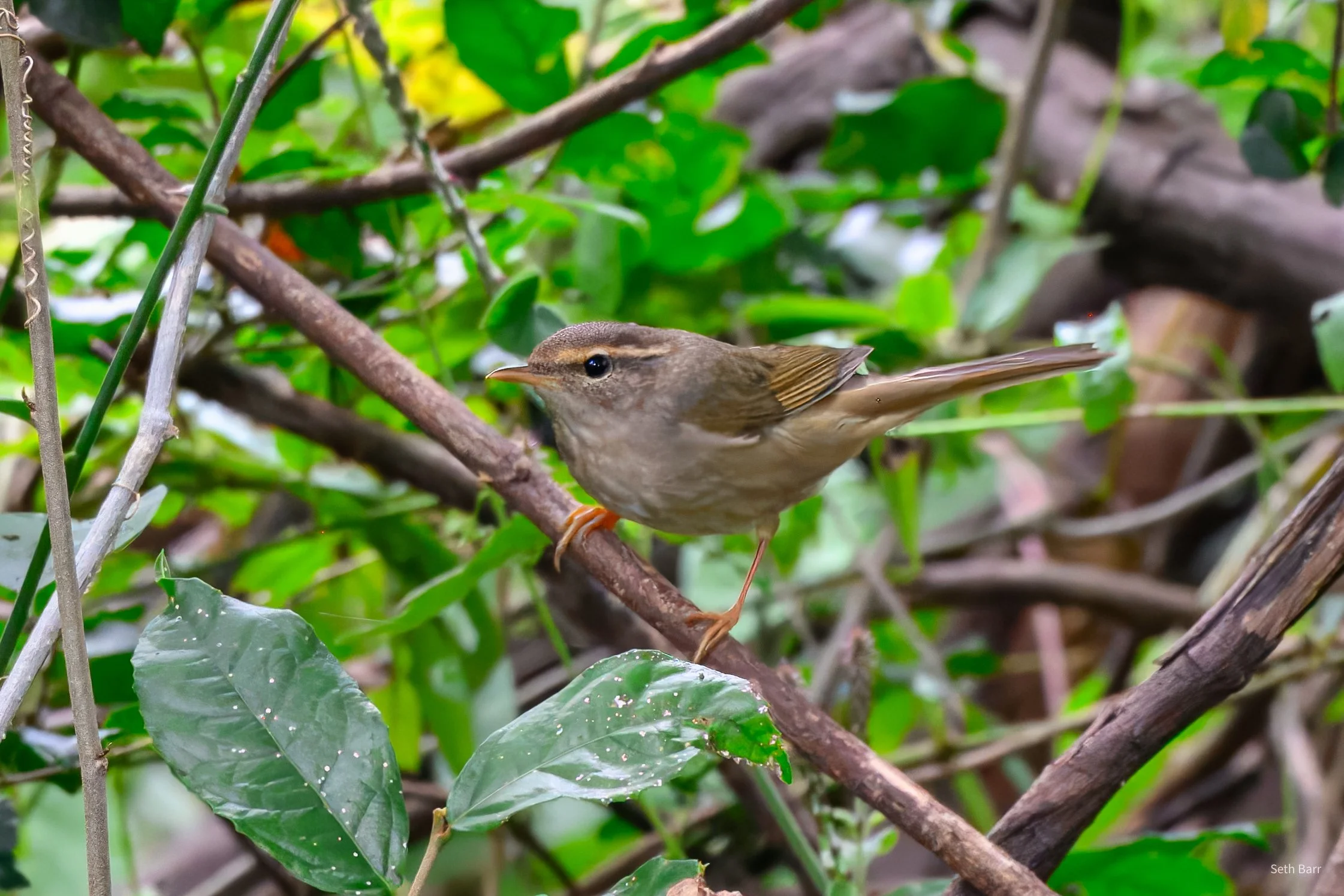Raddes Warbler