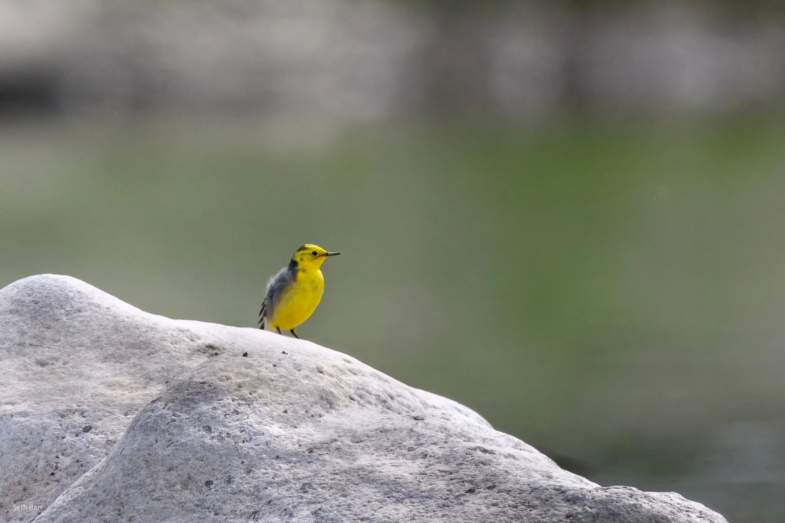 Citrine Wagtail - Shaanxi Province