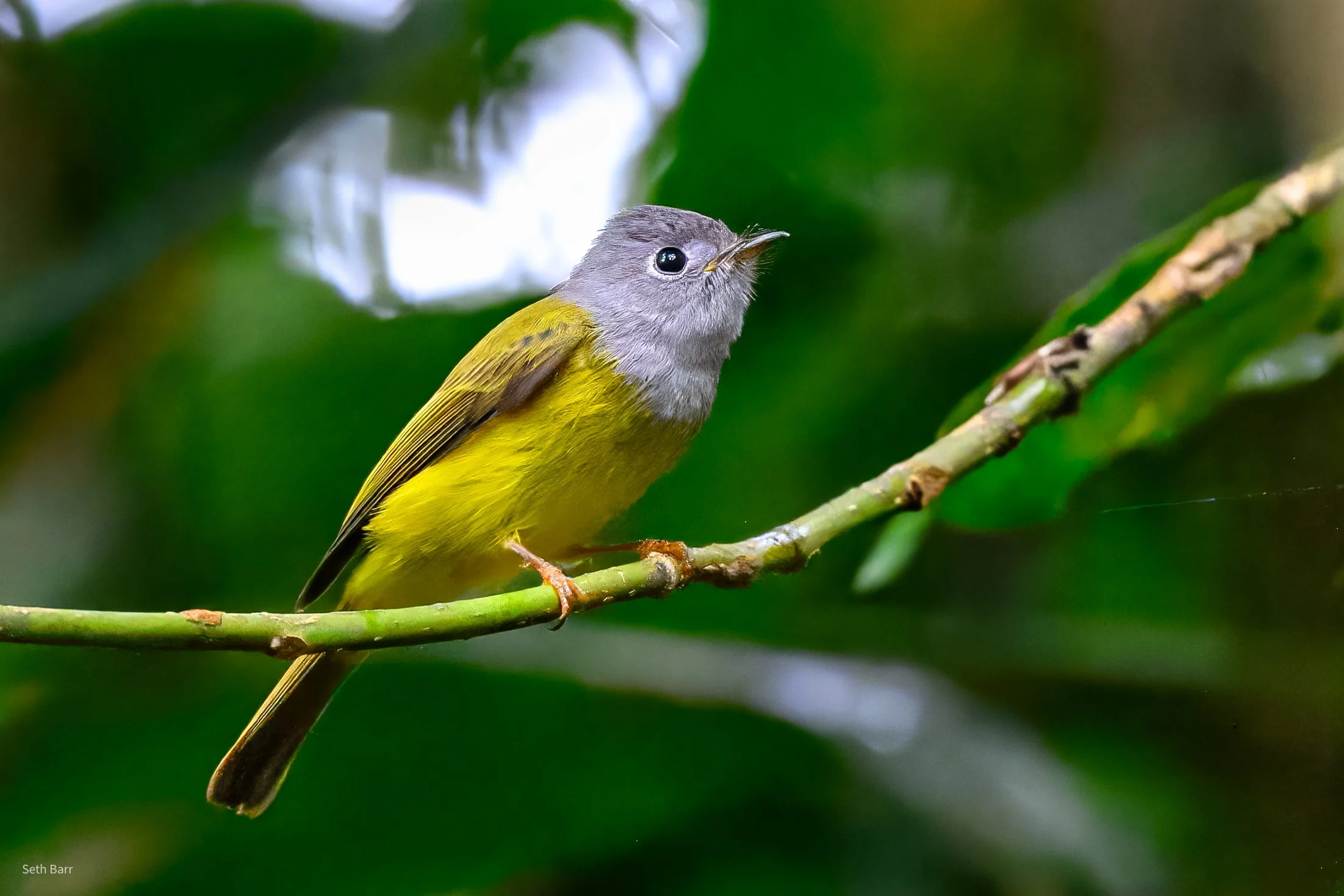 Grey Headed Canary Flycatcher