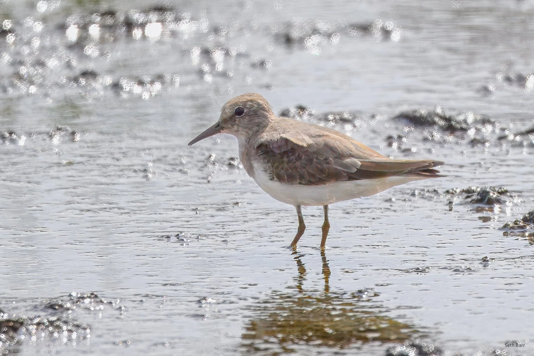 Temmincks Stint