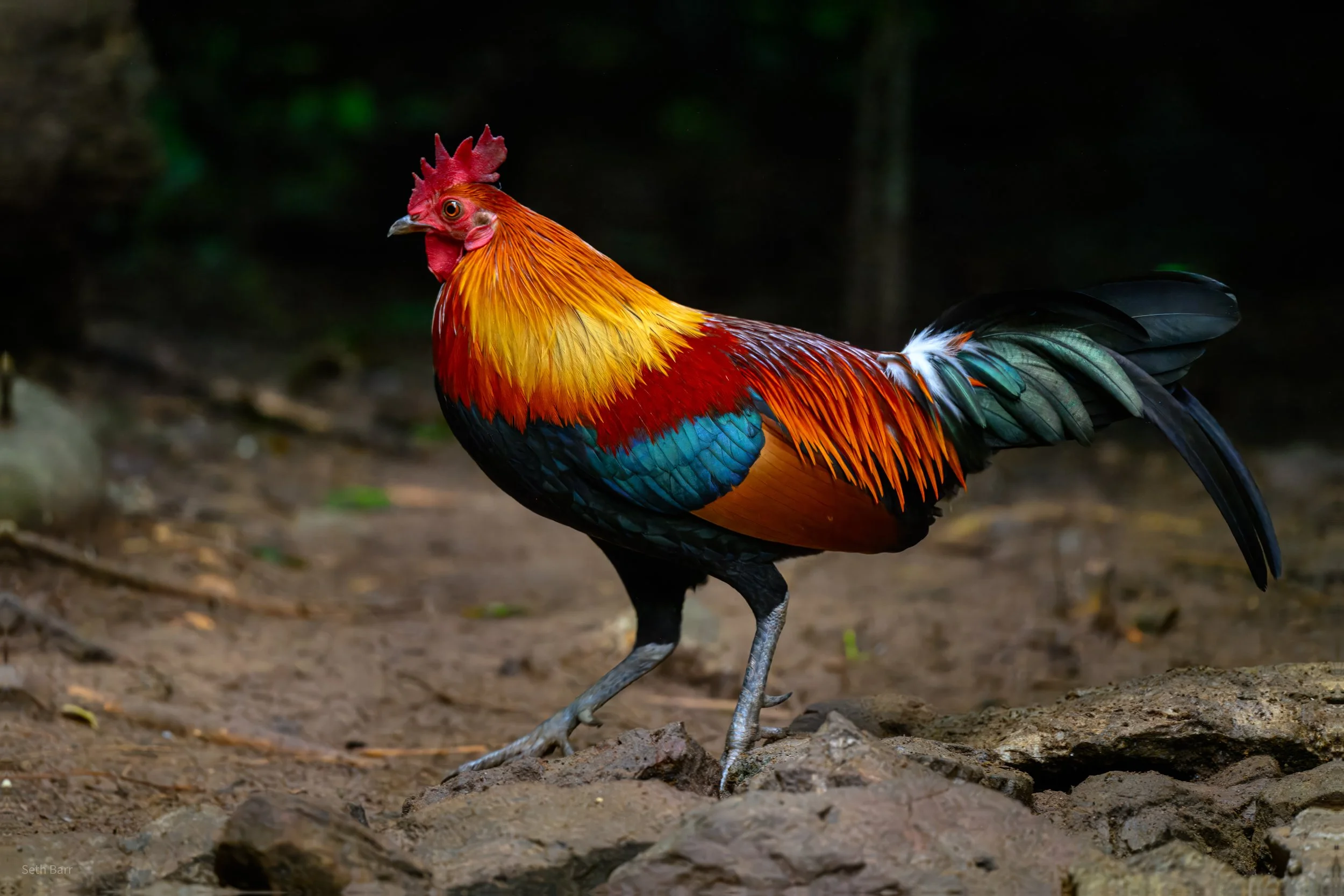 Red Junglefowl