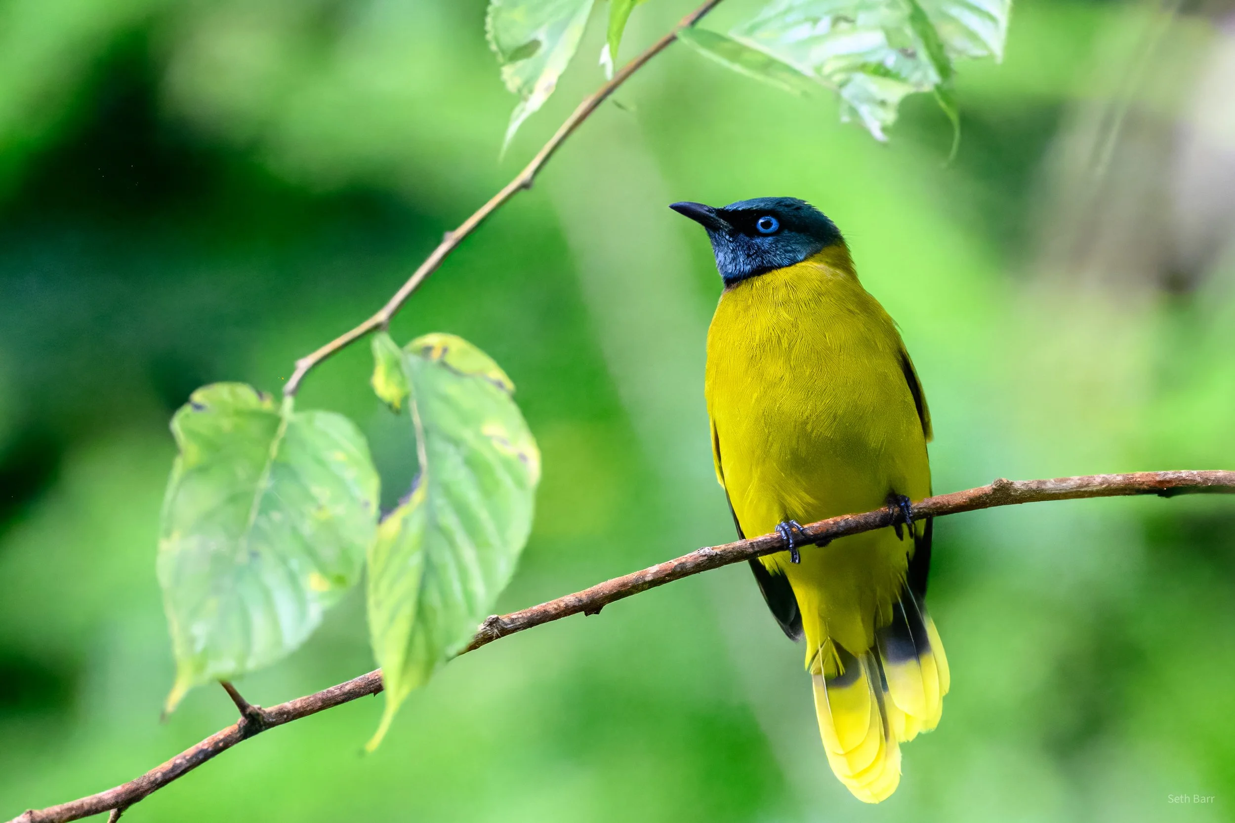 Black-Headed Bulbul