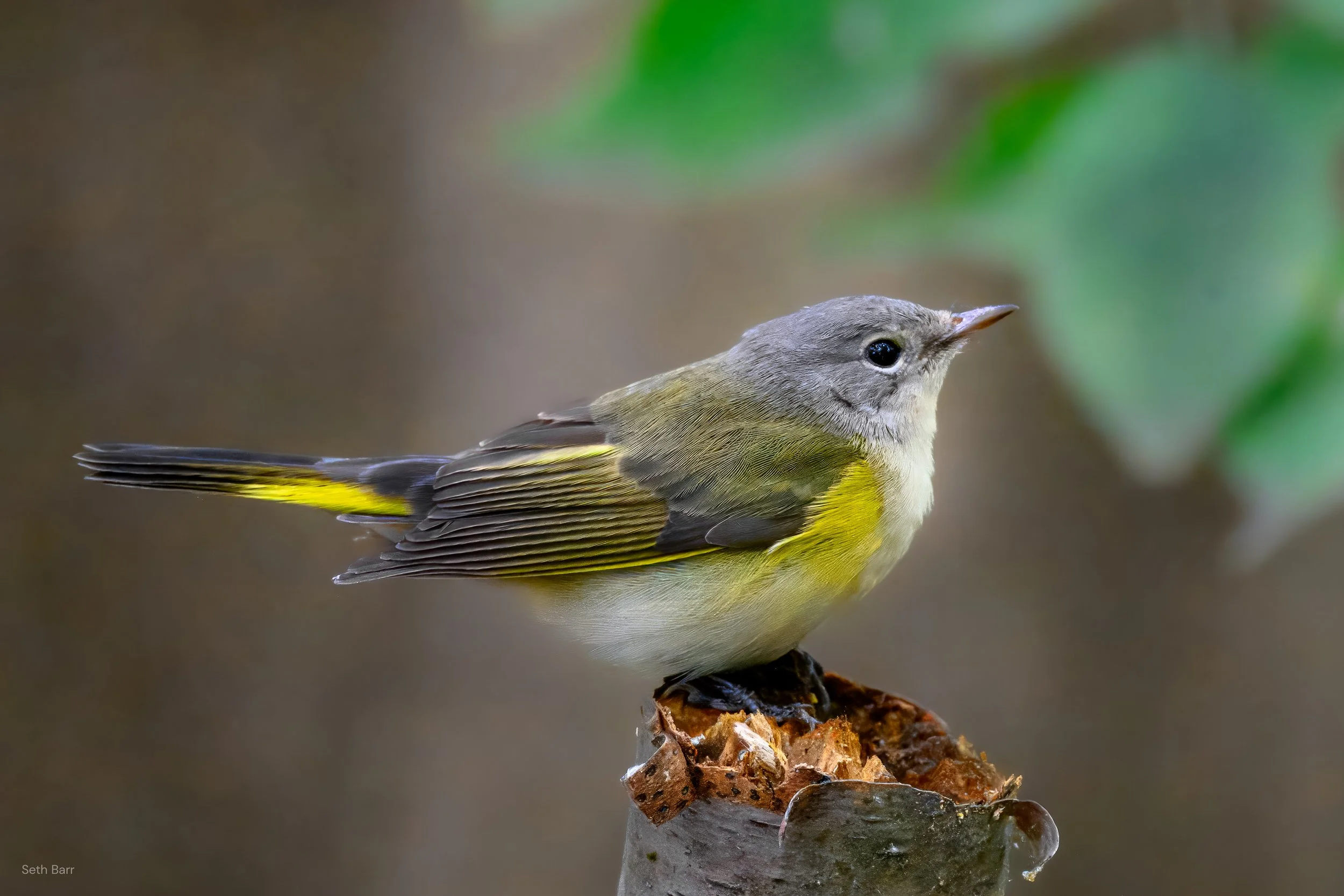 American Redstart