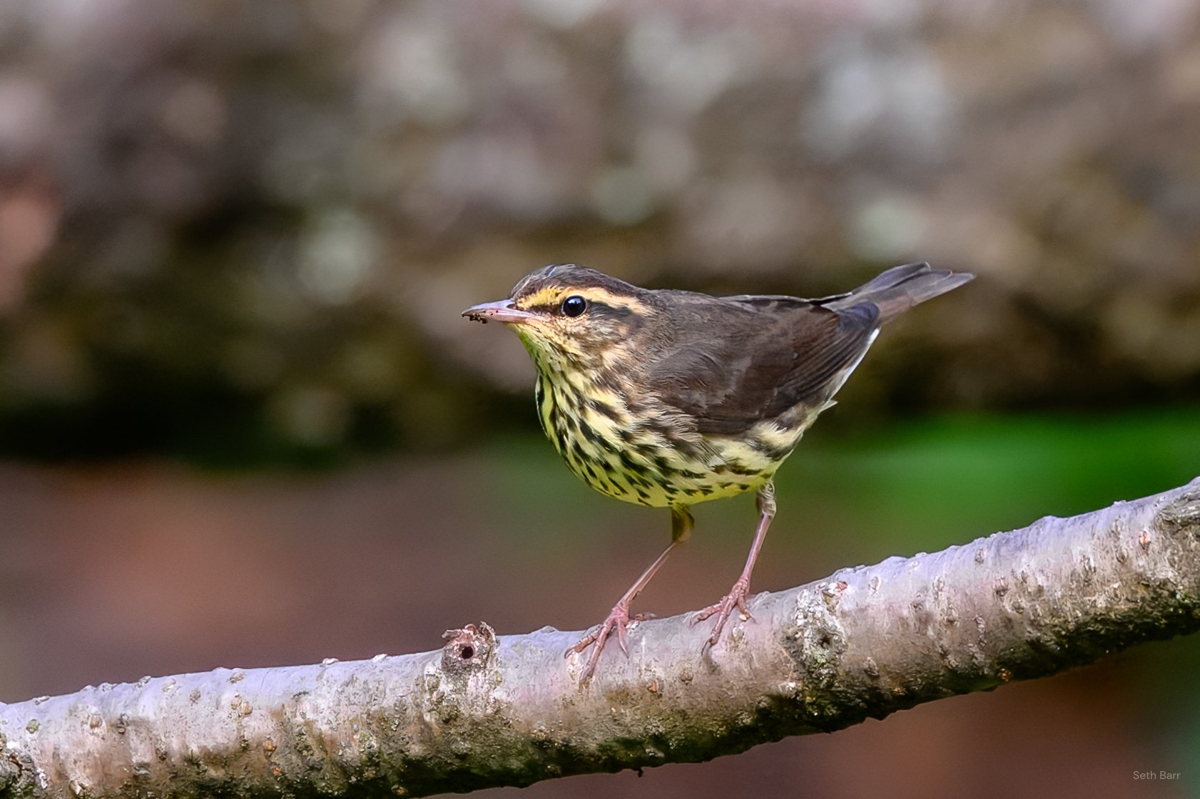 Northern Waterthrush