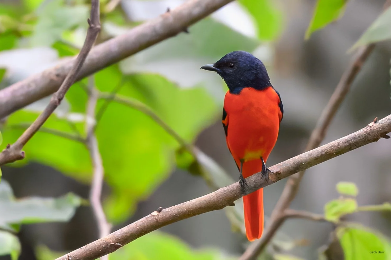 Scarlet Minivet