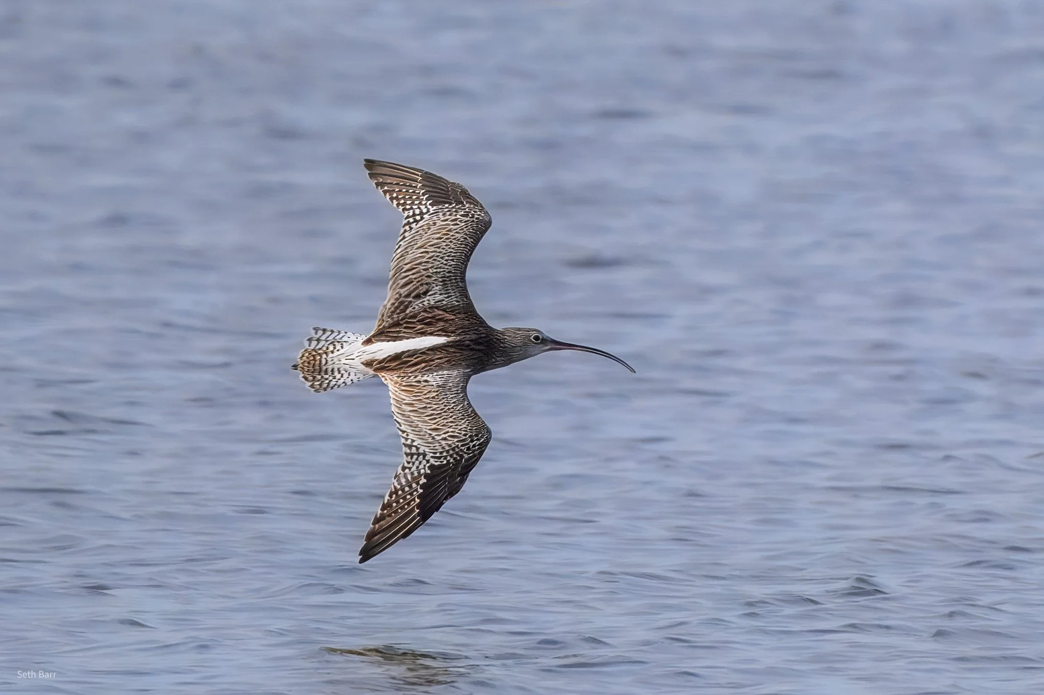 Eurasian Curlew