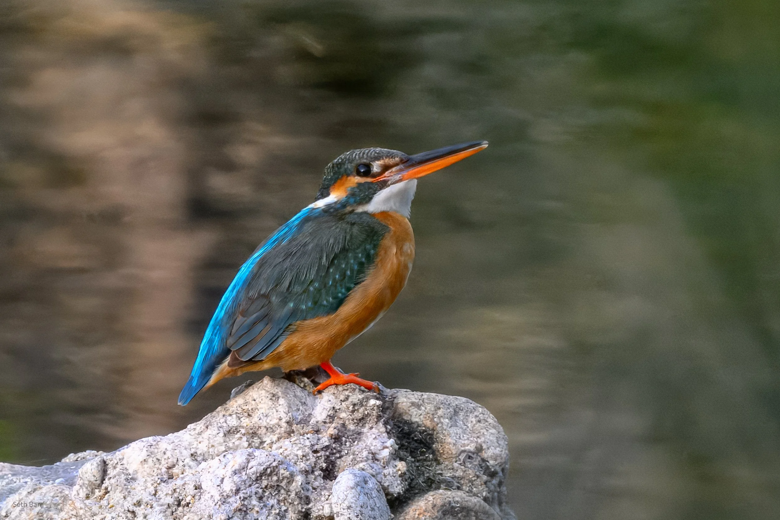 Common Kingfisher - Shaanxi Province