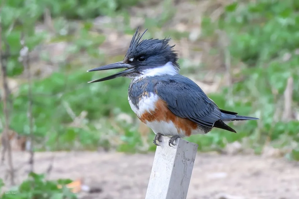 Belted Kingfisher