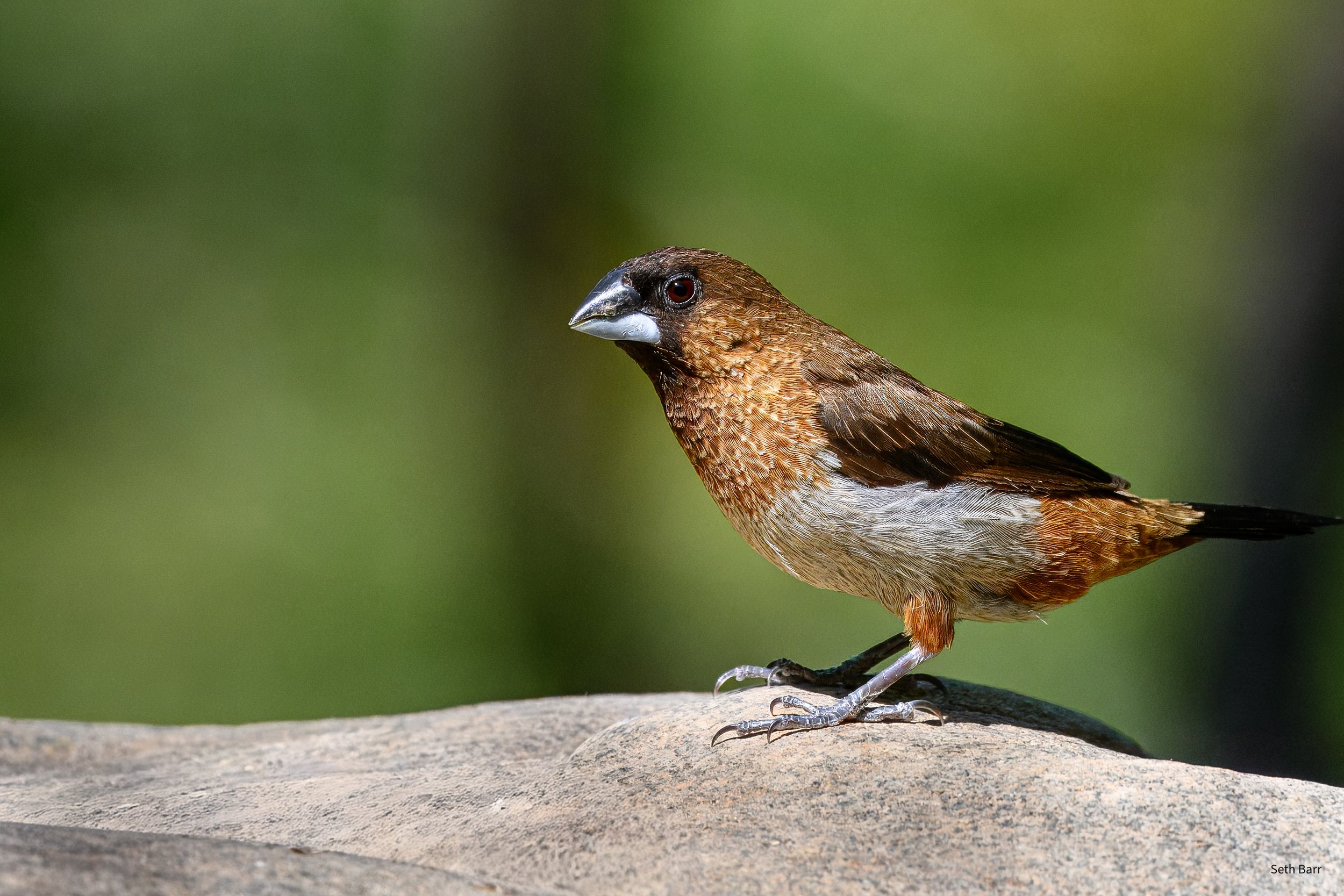 White-Rumped Munia - Shaanxi Province