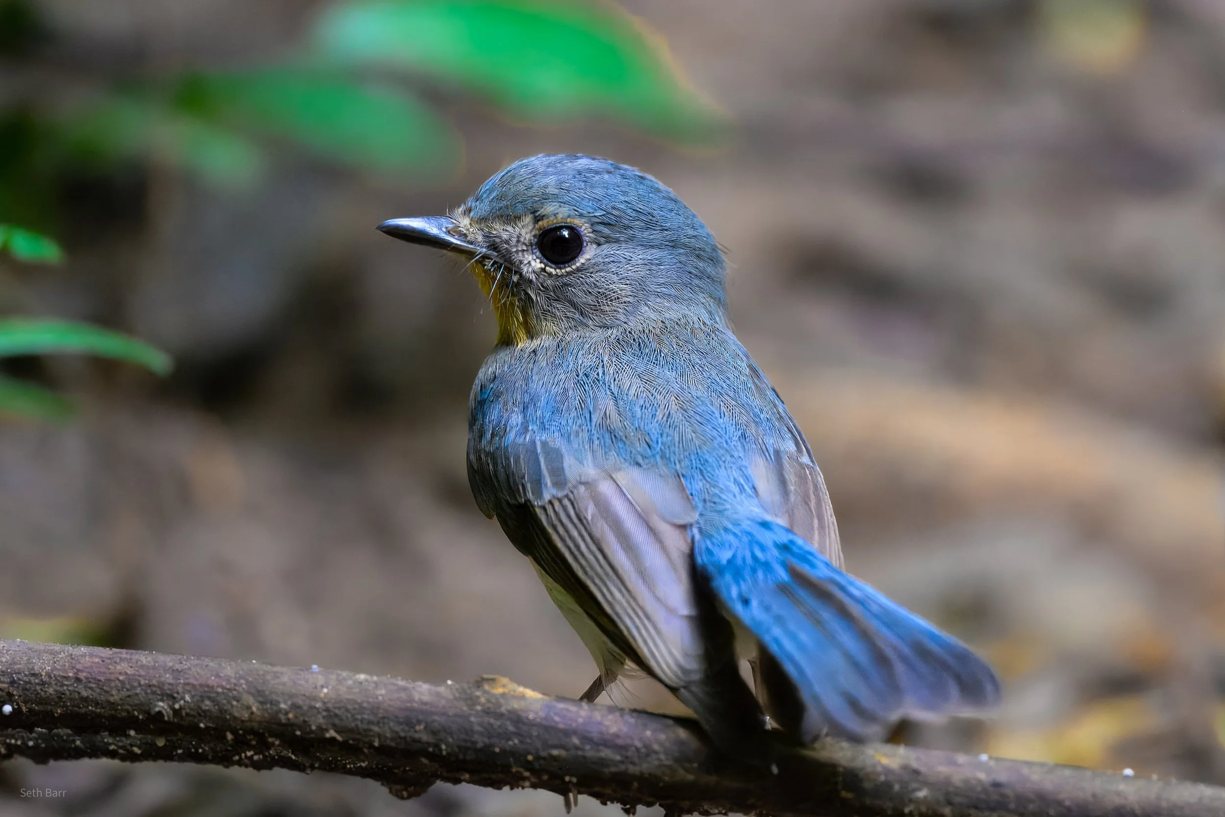 Indochinese Blue Flycatcher