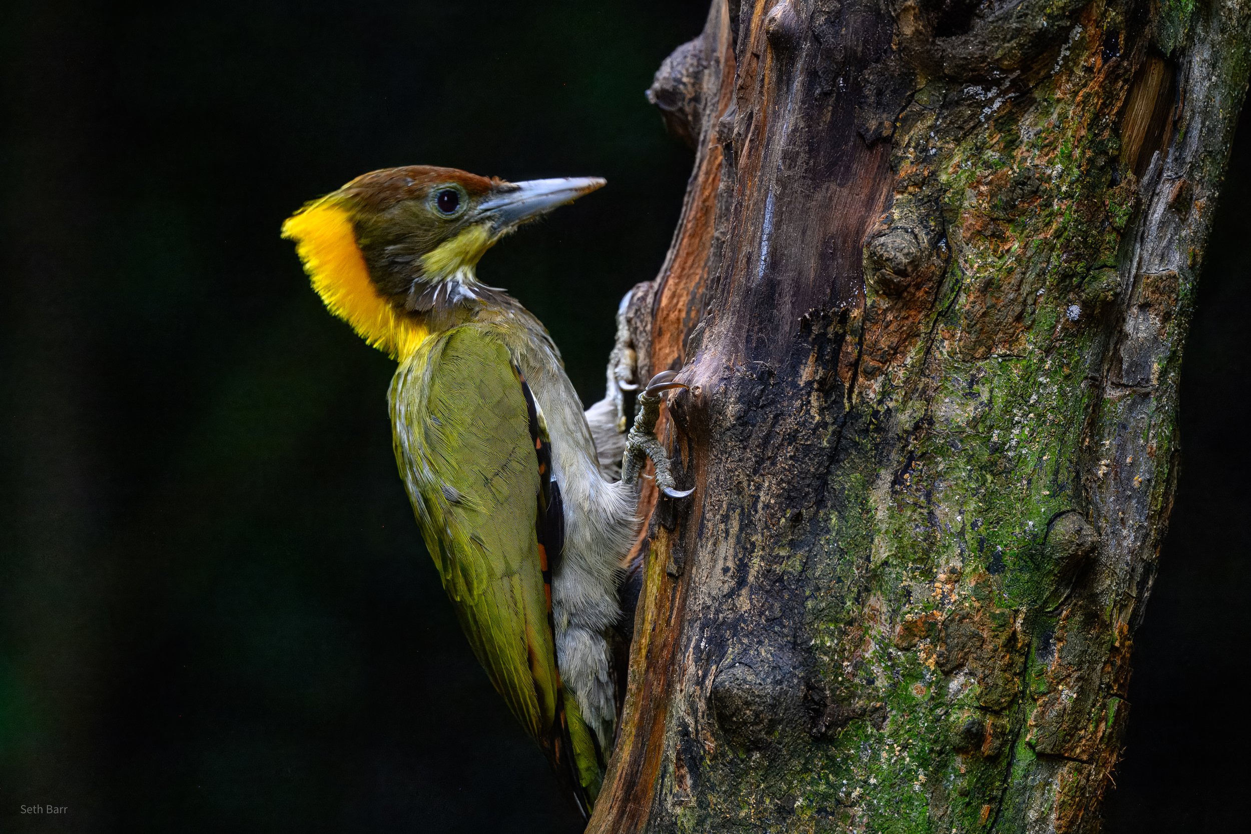 Greater Yellownape