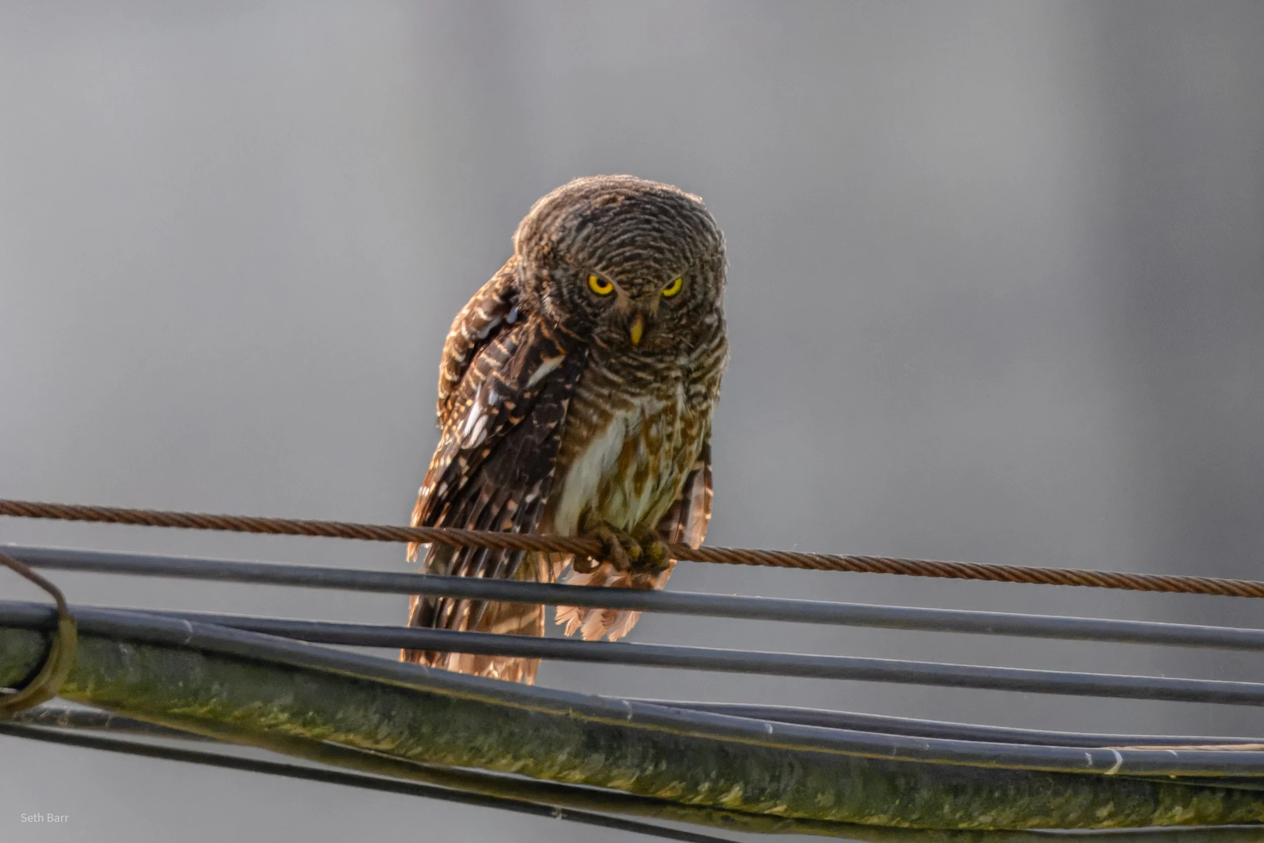 Asian Barred Owlet - Shaanxi Province