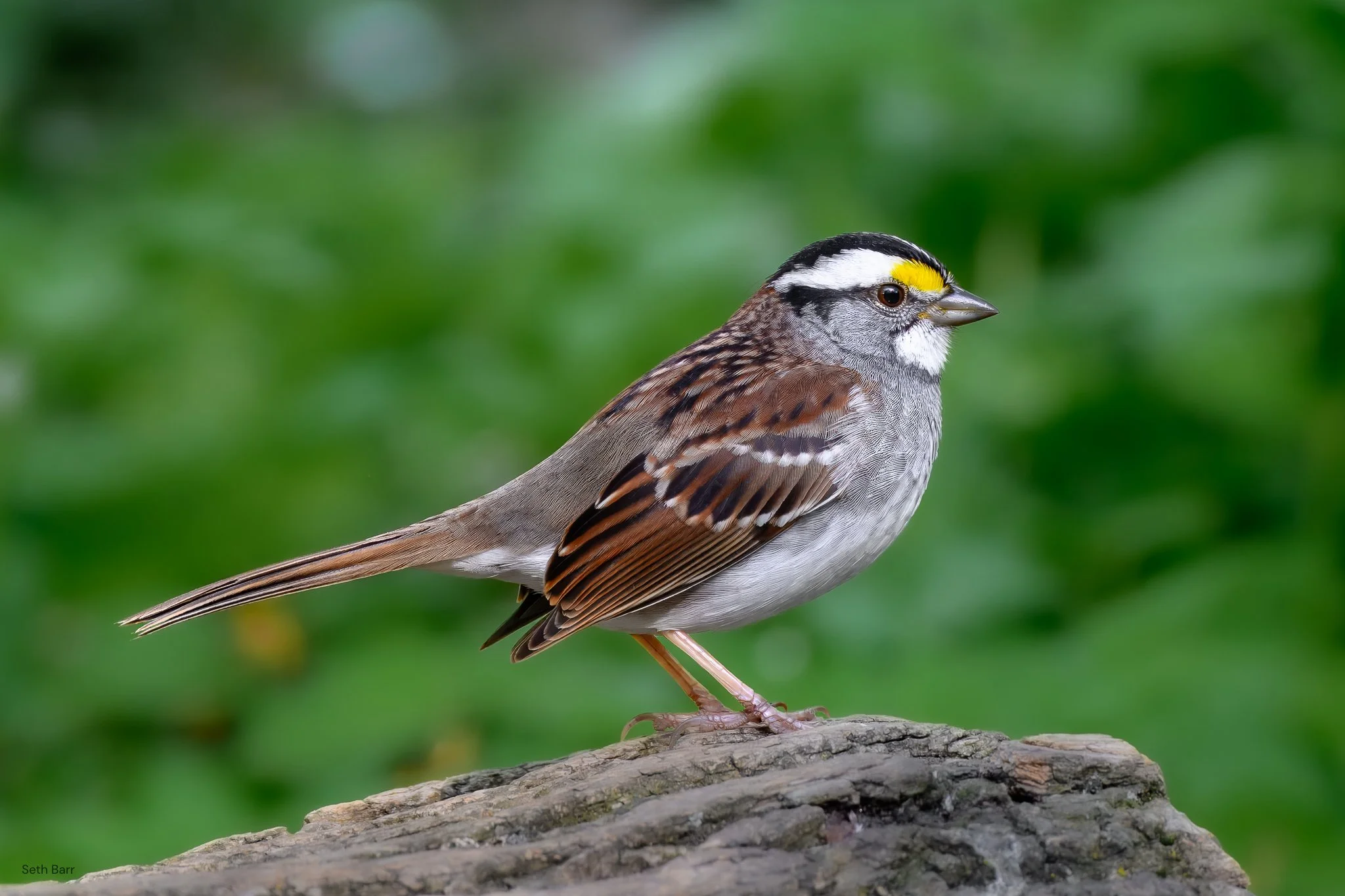 White-Throated Sparrow