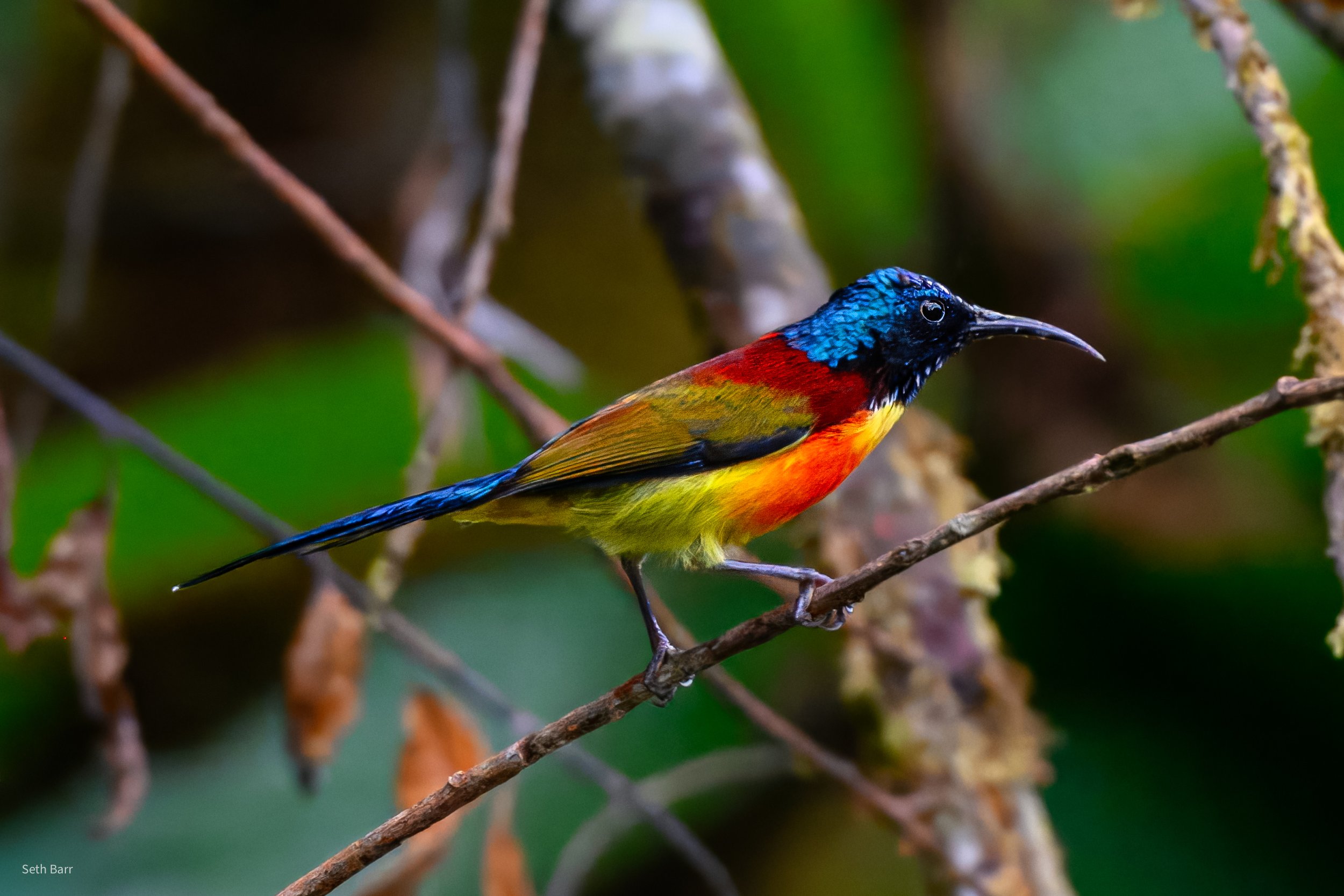 Green-Tailed Sunbird