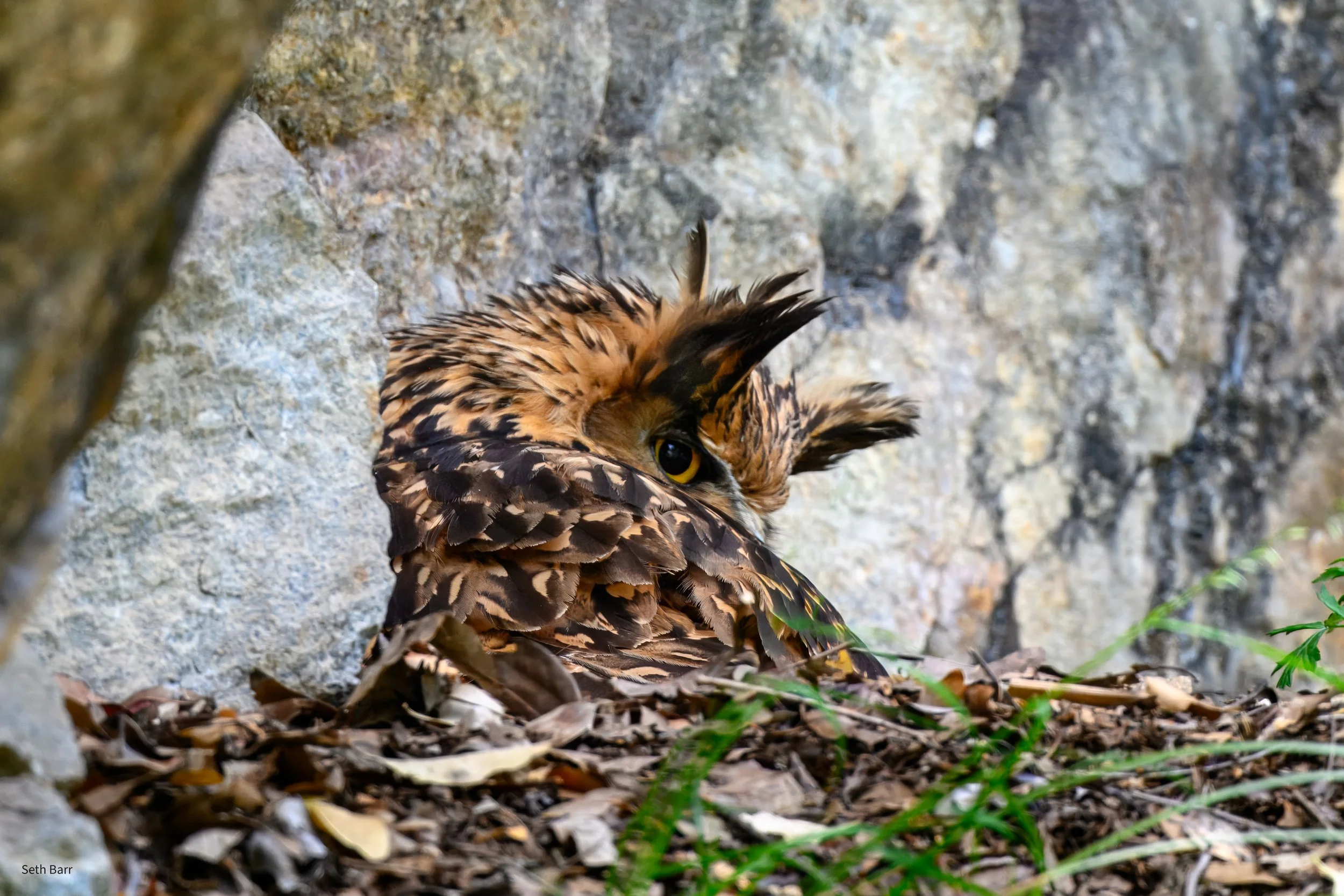 Tawny Fish Owl - Shaanxi Province