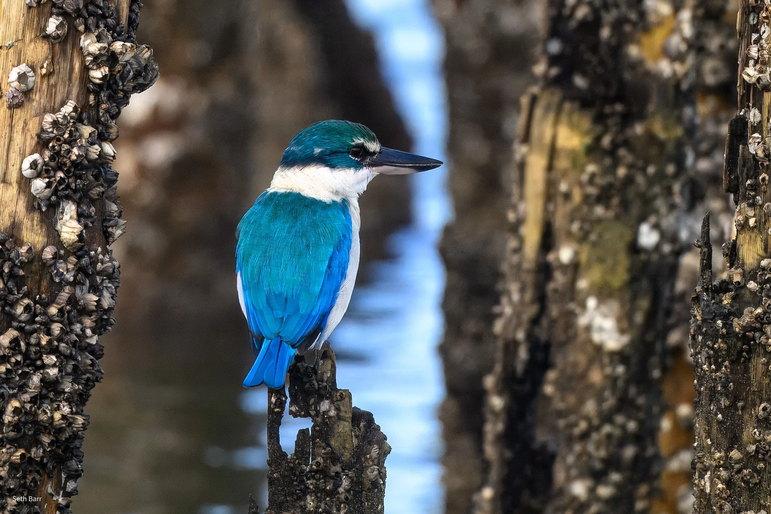 Collared Kingfisher