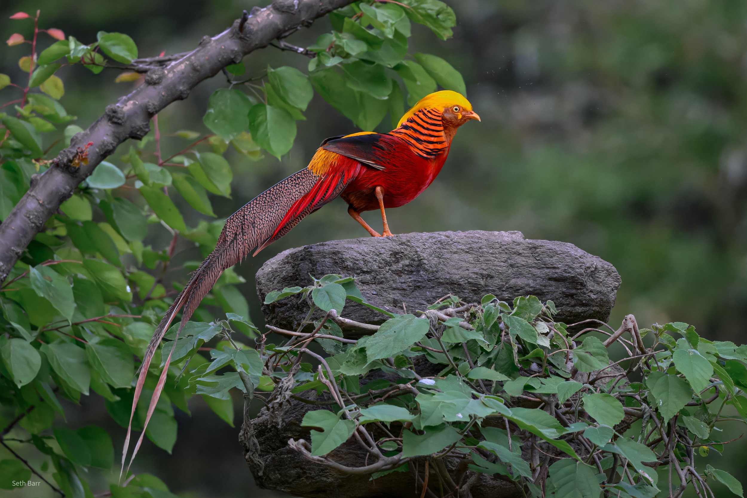 Golden Pheasant - Shaanxi Province