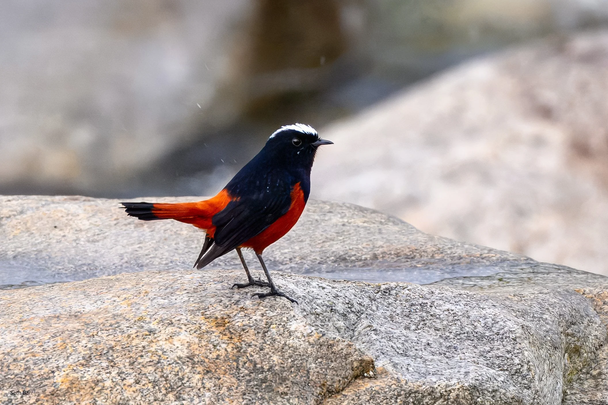 White-Capped Redstart - Shaanxi Province