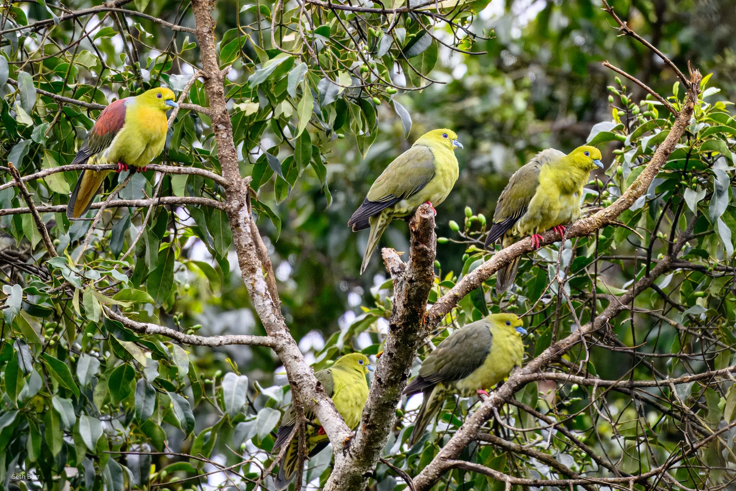 Wedge-Tailed Green Pigeon