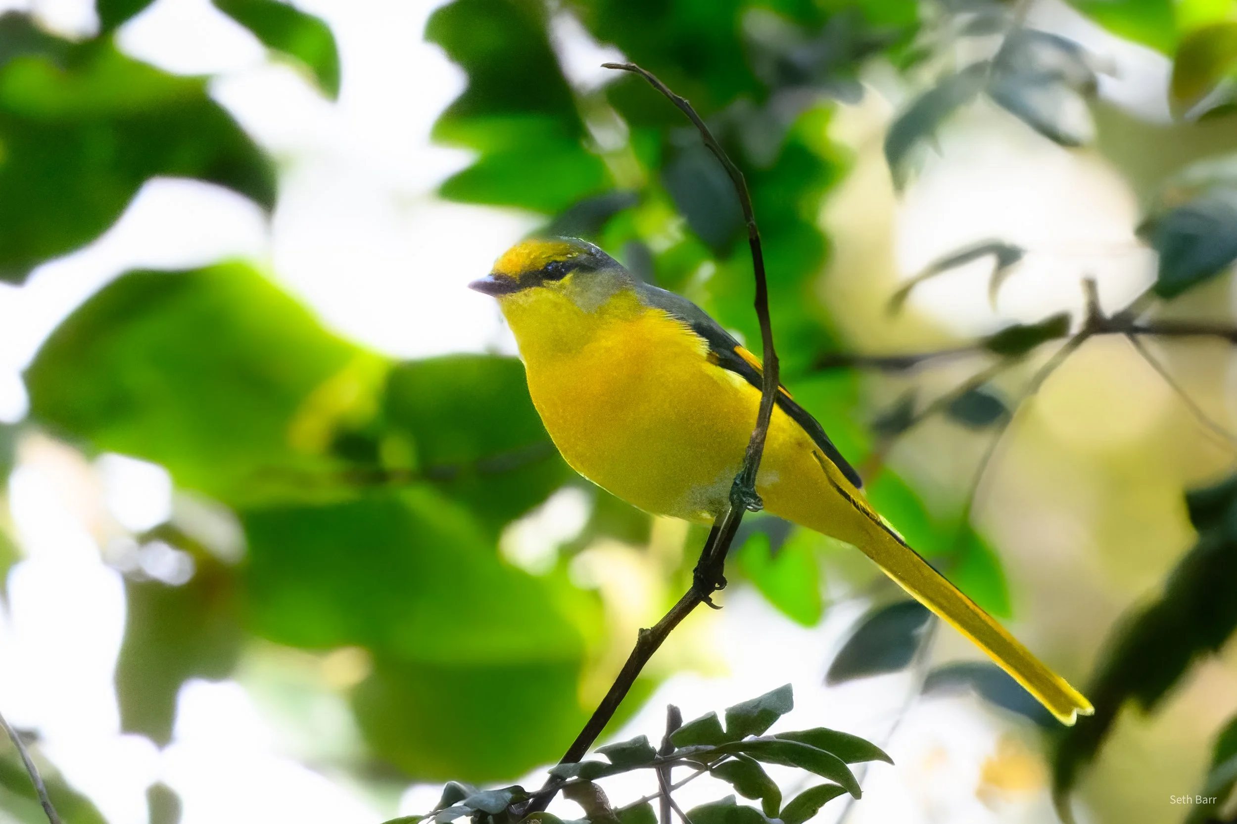 Long_Tailed_Minivet_Nov_16_2025_Thailand-2.jpg