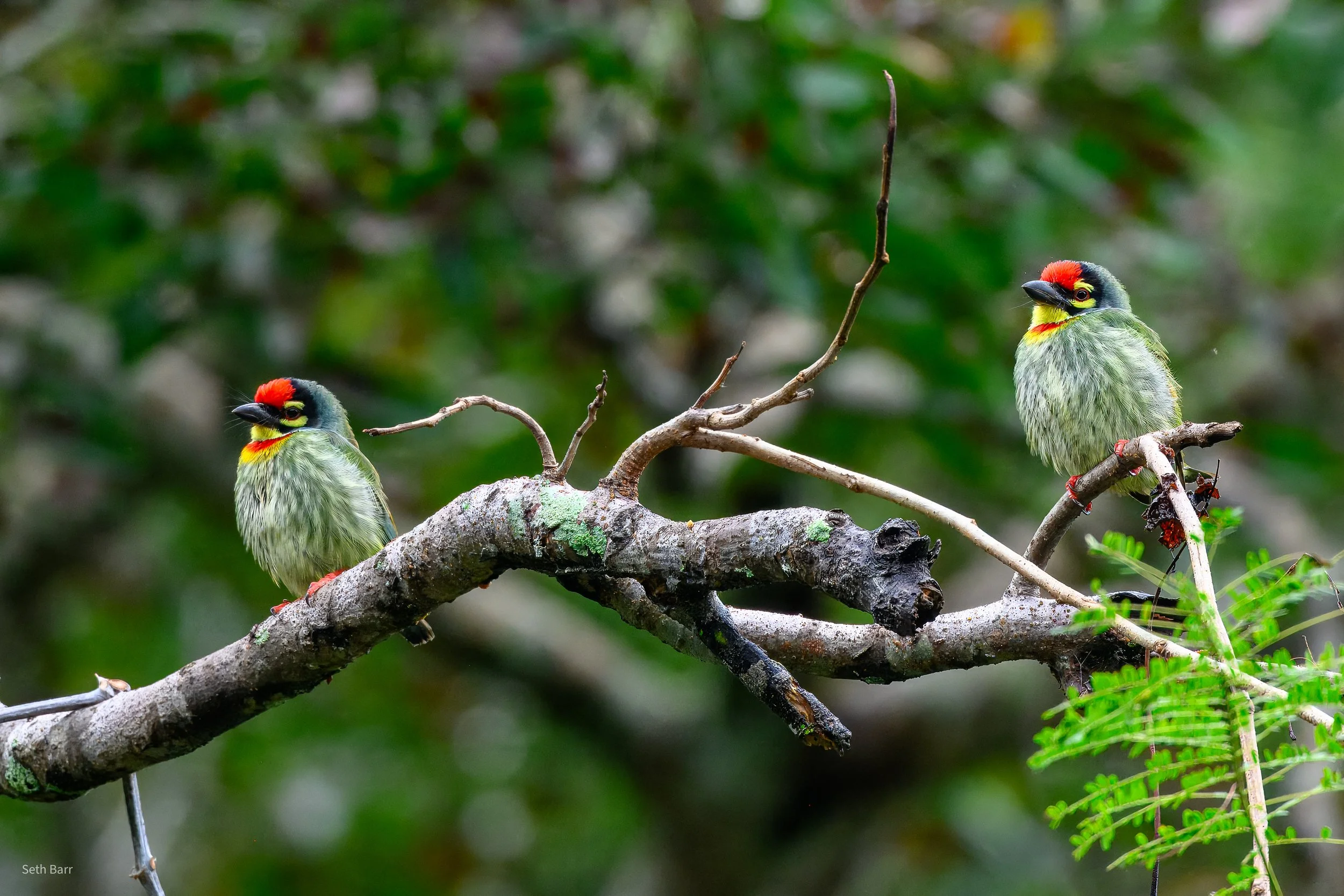 Coopersmith Barbet