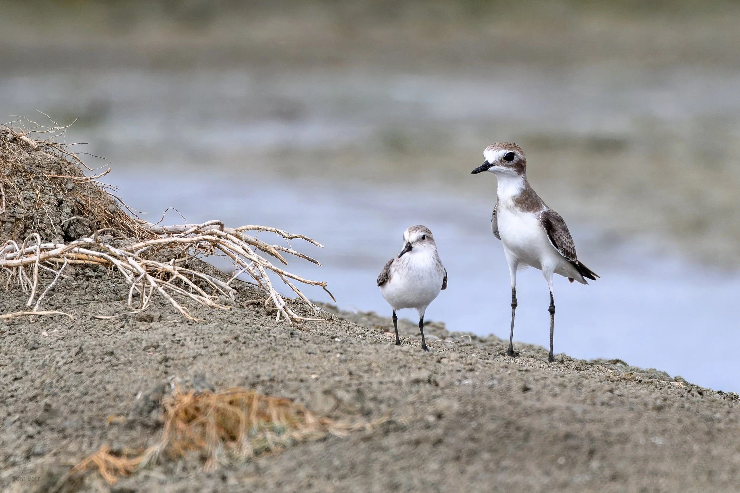 Tibetan Sand Plovers