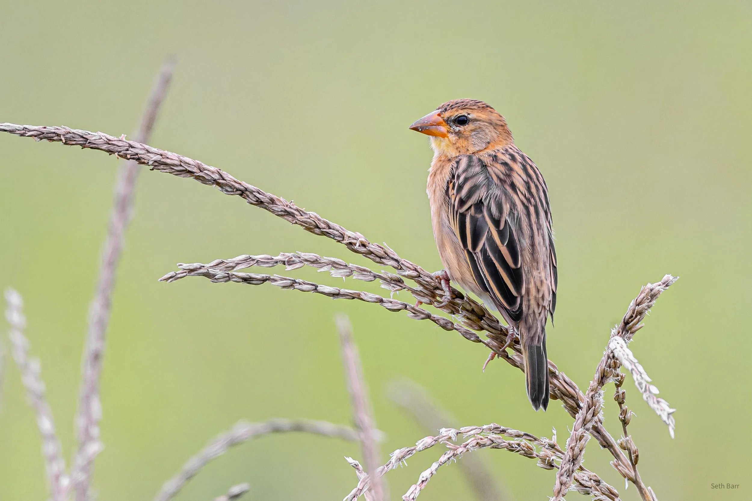 Baya Weaver