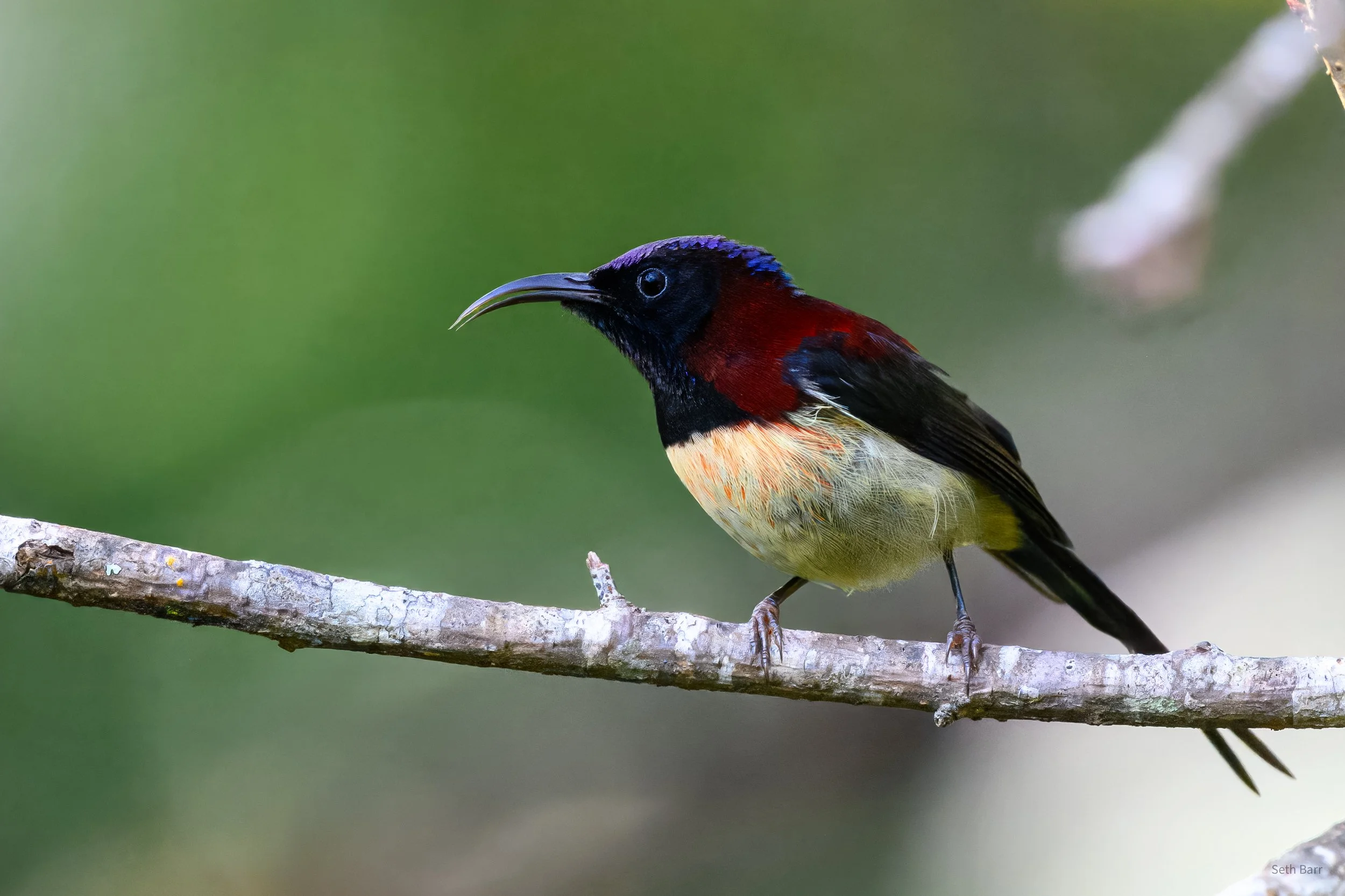 Black-Throated Sunbird