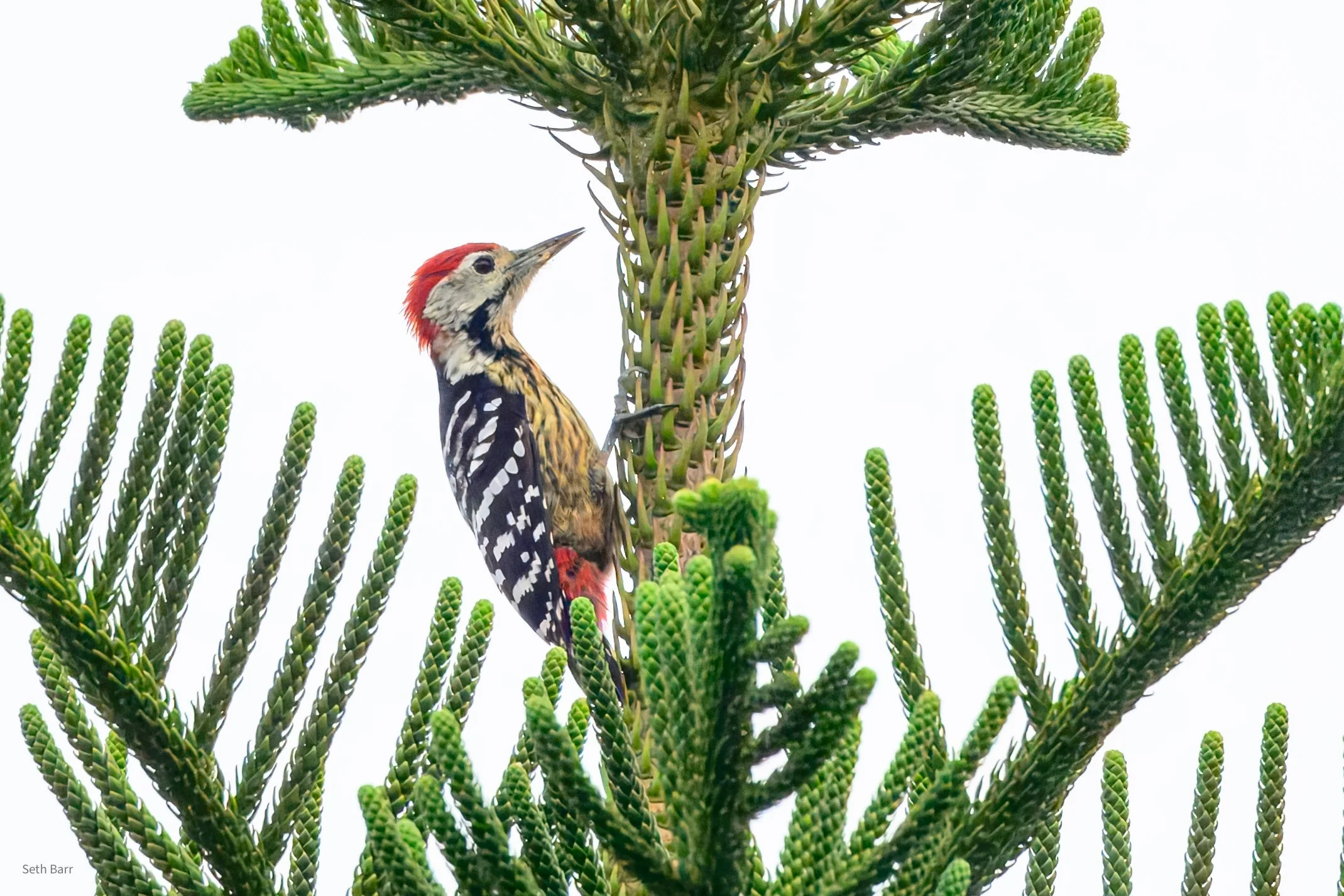 Stripe-Breasted Woodpecker