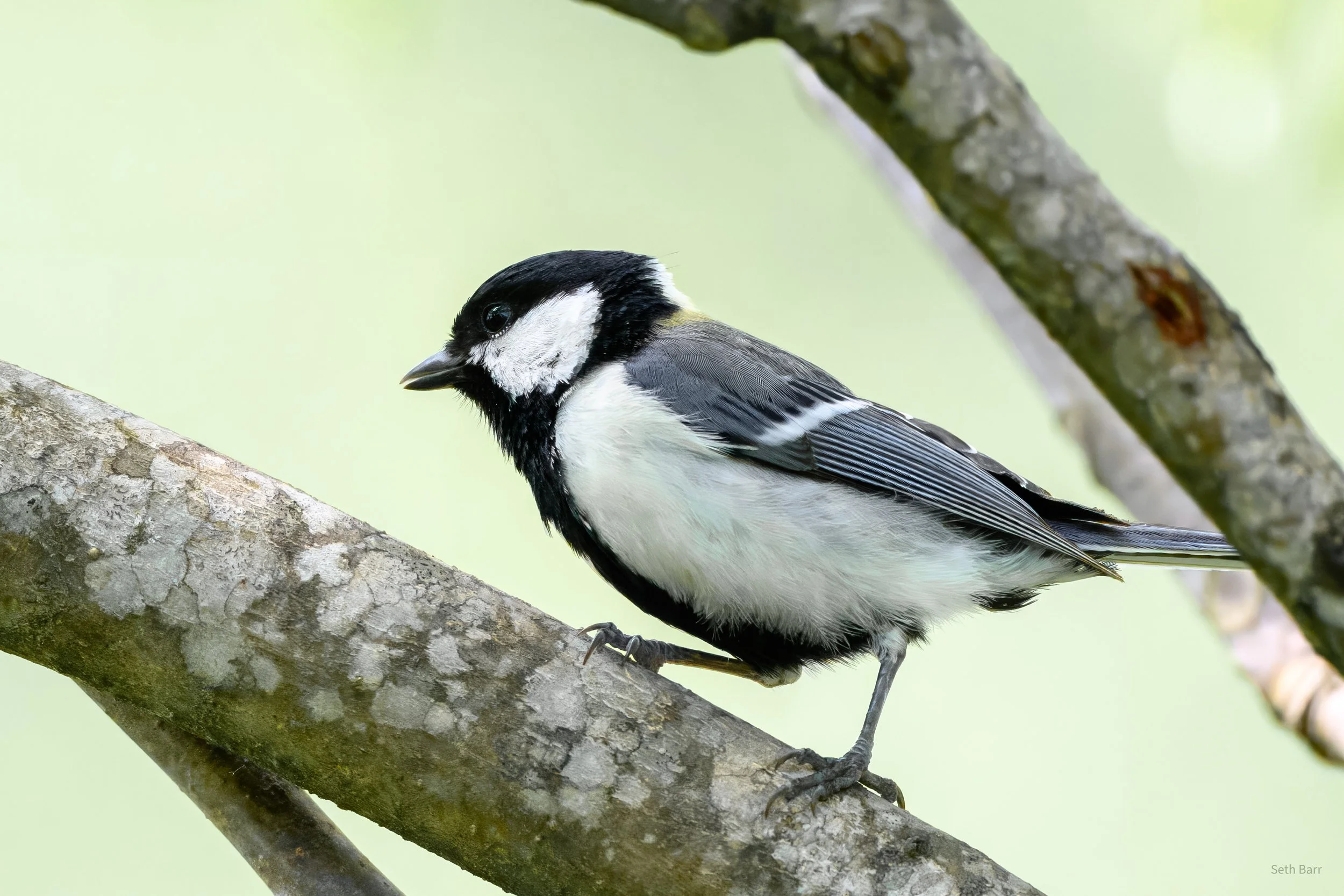 Asian Tit - Shaanxi Province