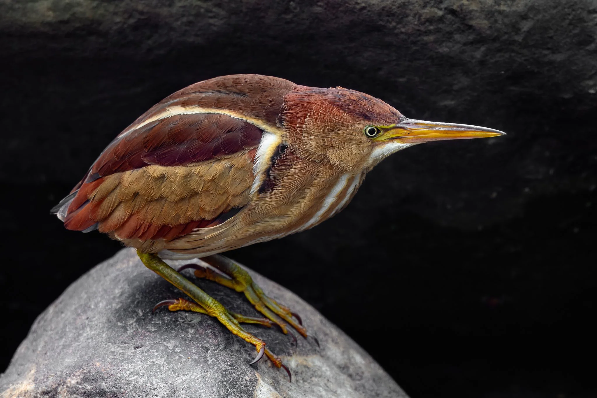 Least Bittern