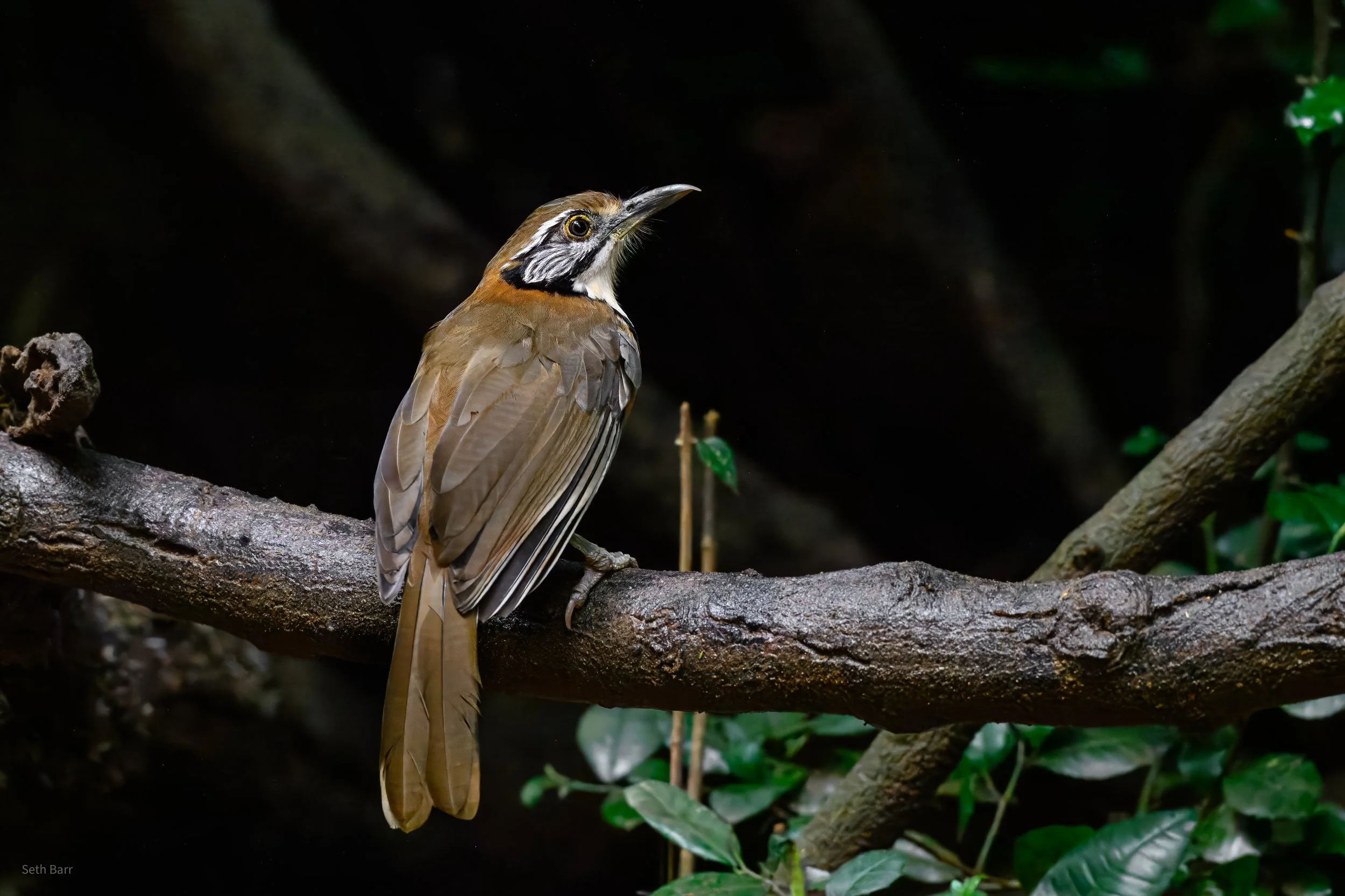 Greater Necklaced Laughingthrush