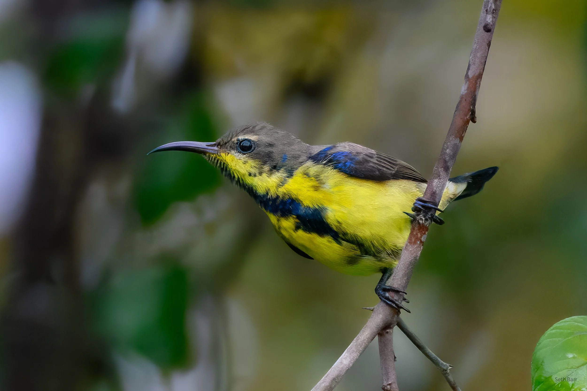 Purple Sunbird
