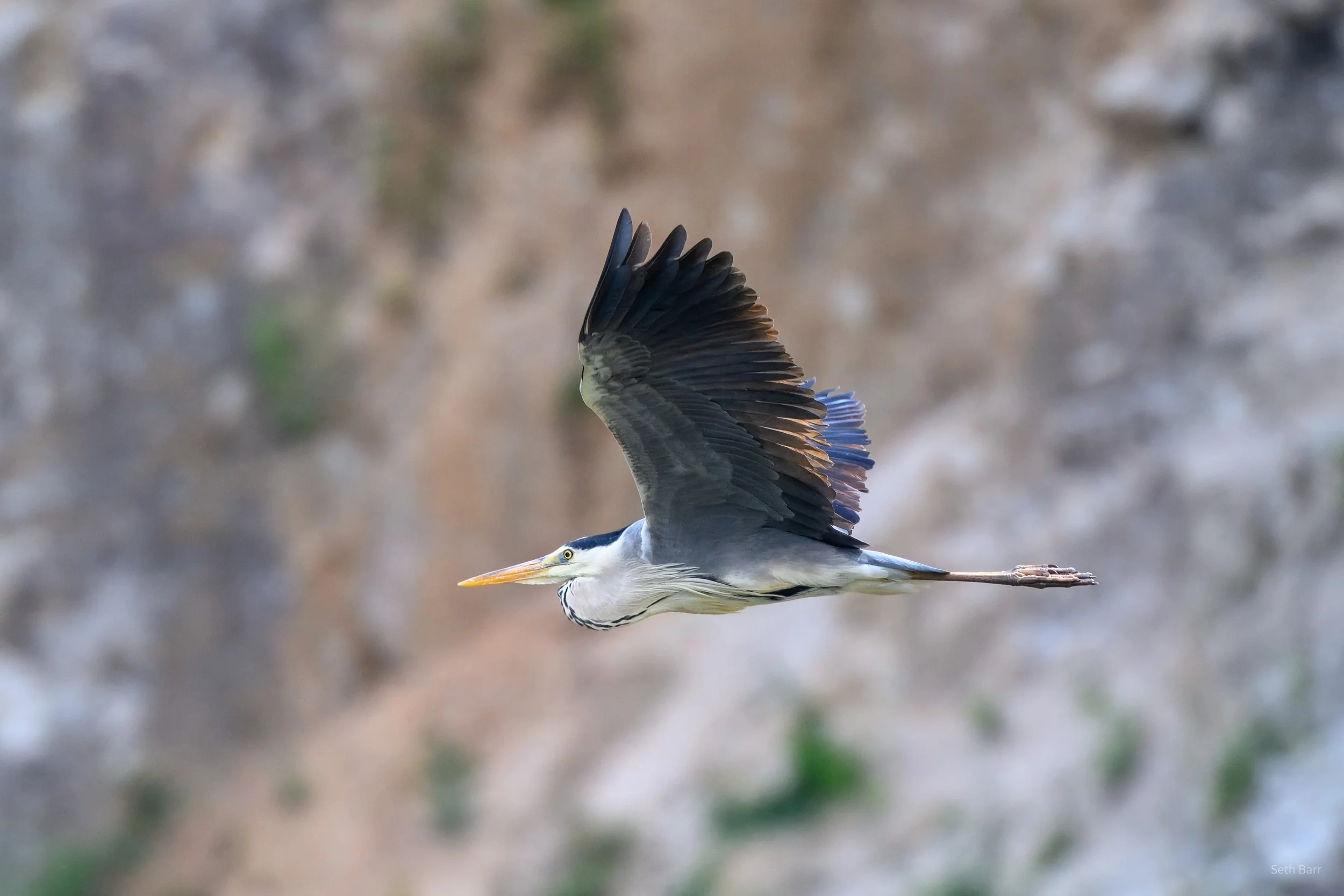 Gray Heron - Shaanxi Province
