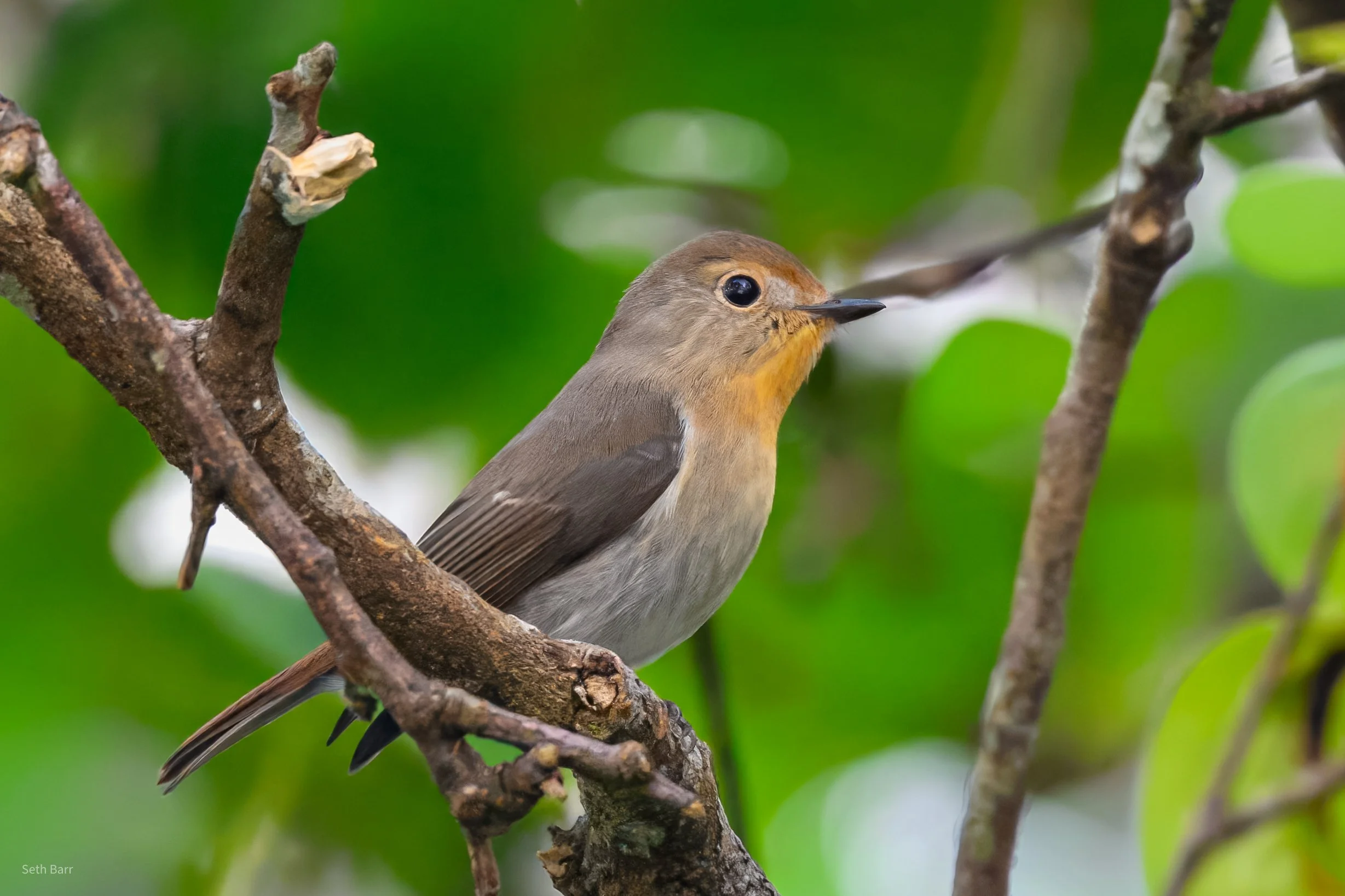 Sapphire Flycatcher