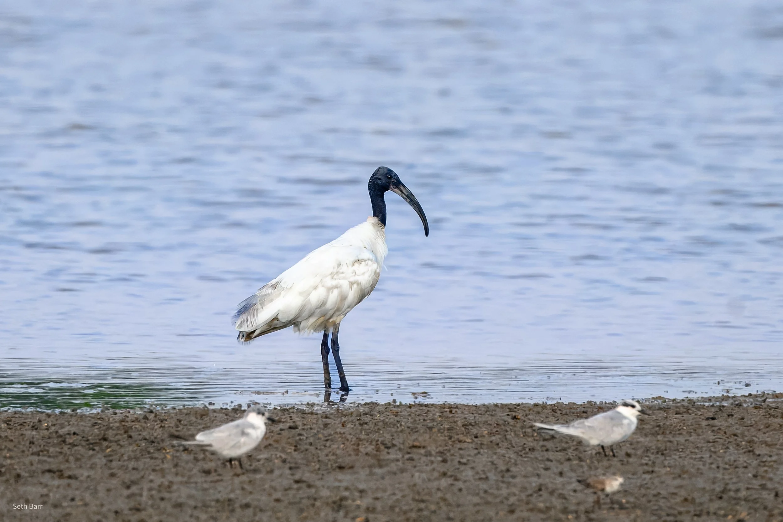 Black-Headed Ibis