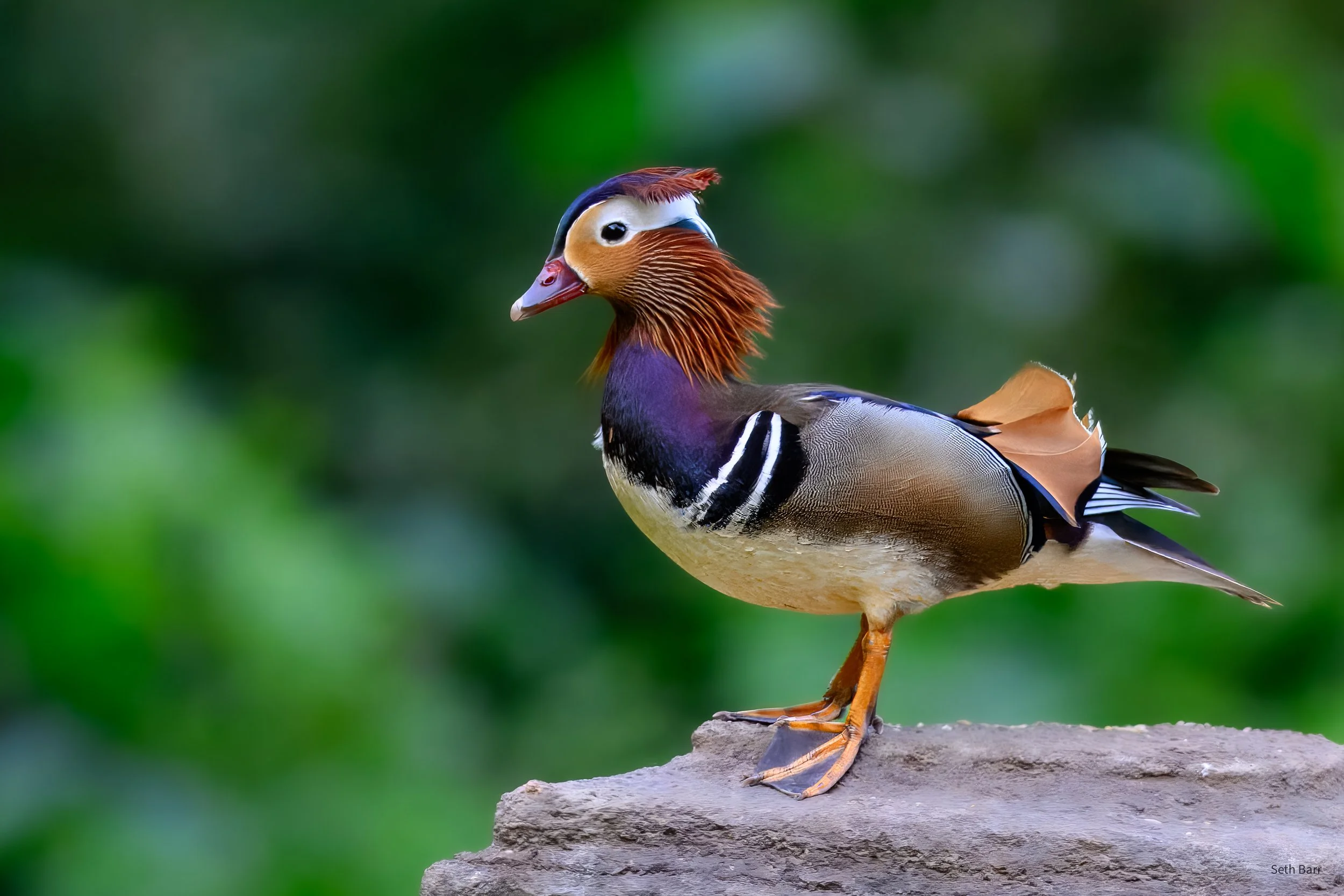 Mandarin Duck - Shaanxi Province