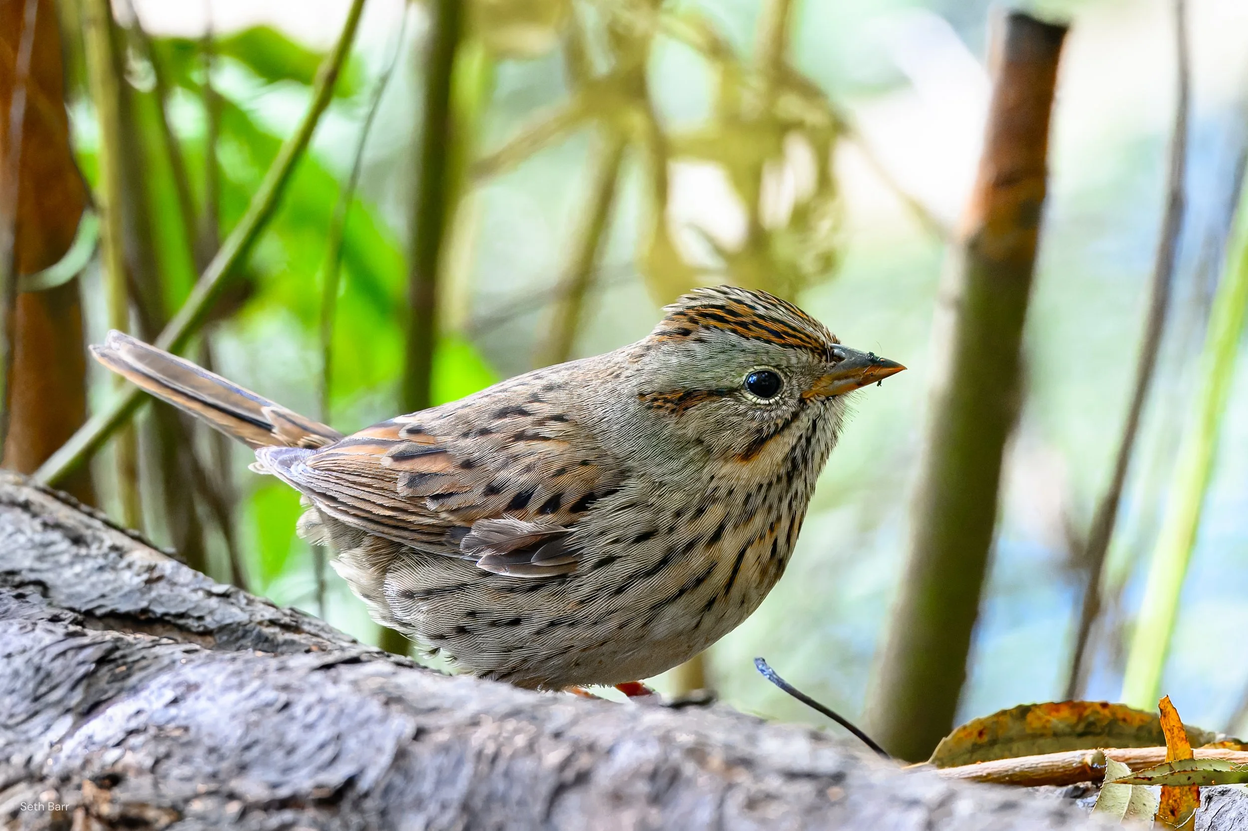 Lincoln's Sparrow