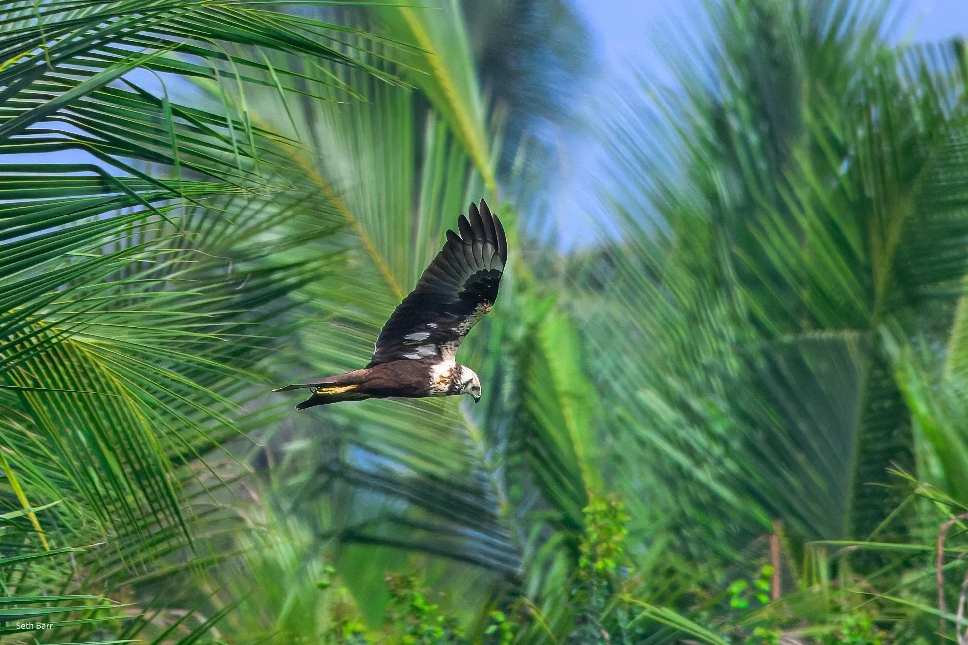 Eastern Marsh Harrier