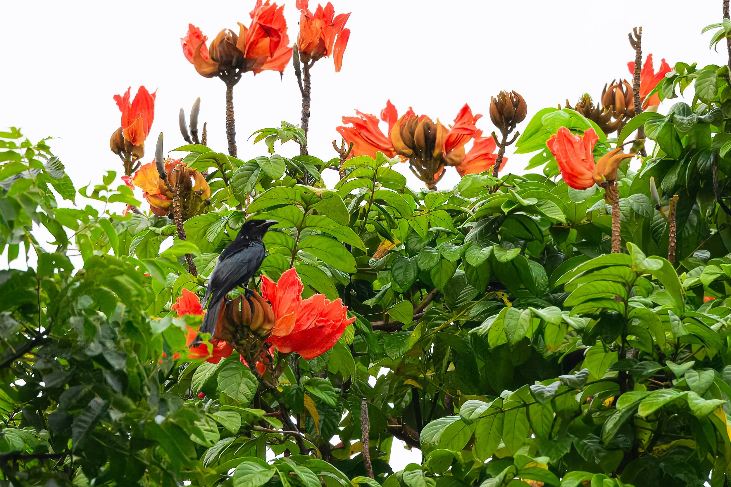 Hair Crested Drongo