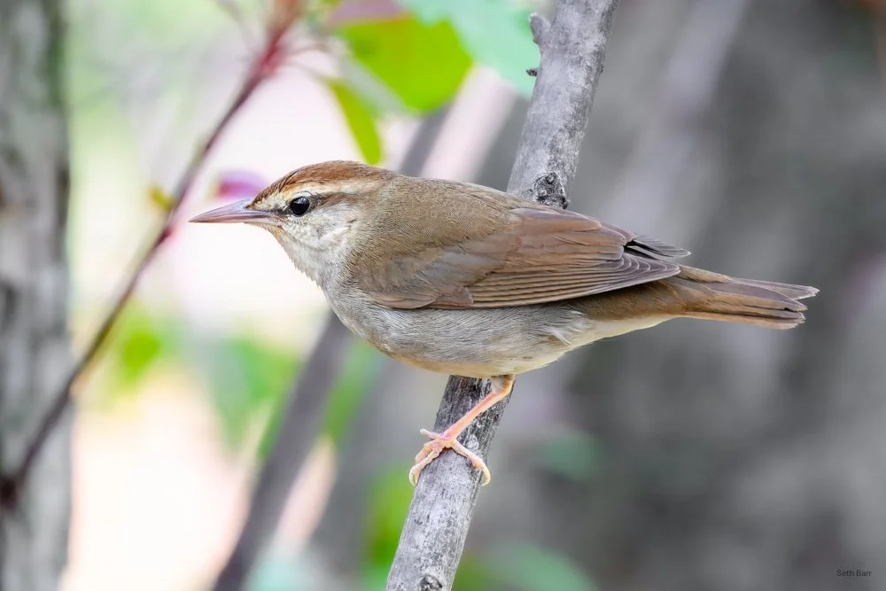 Swainson's Warbler