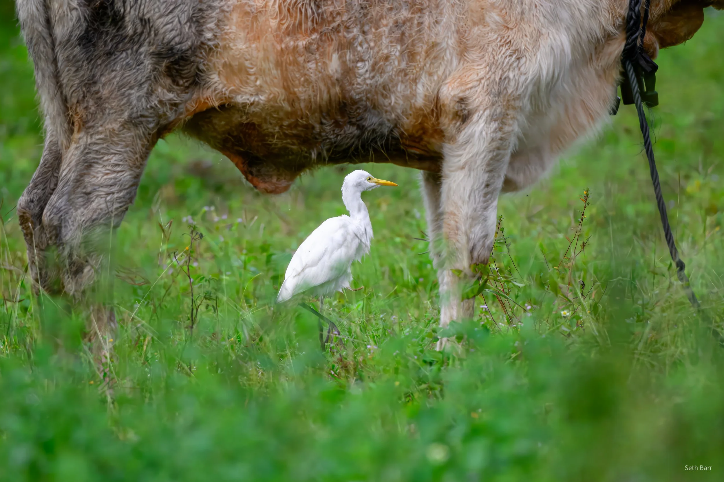 Eastern Cattle Egret