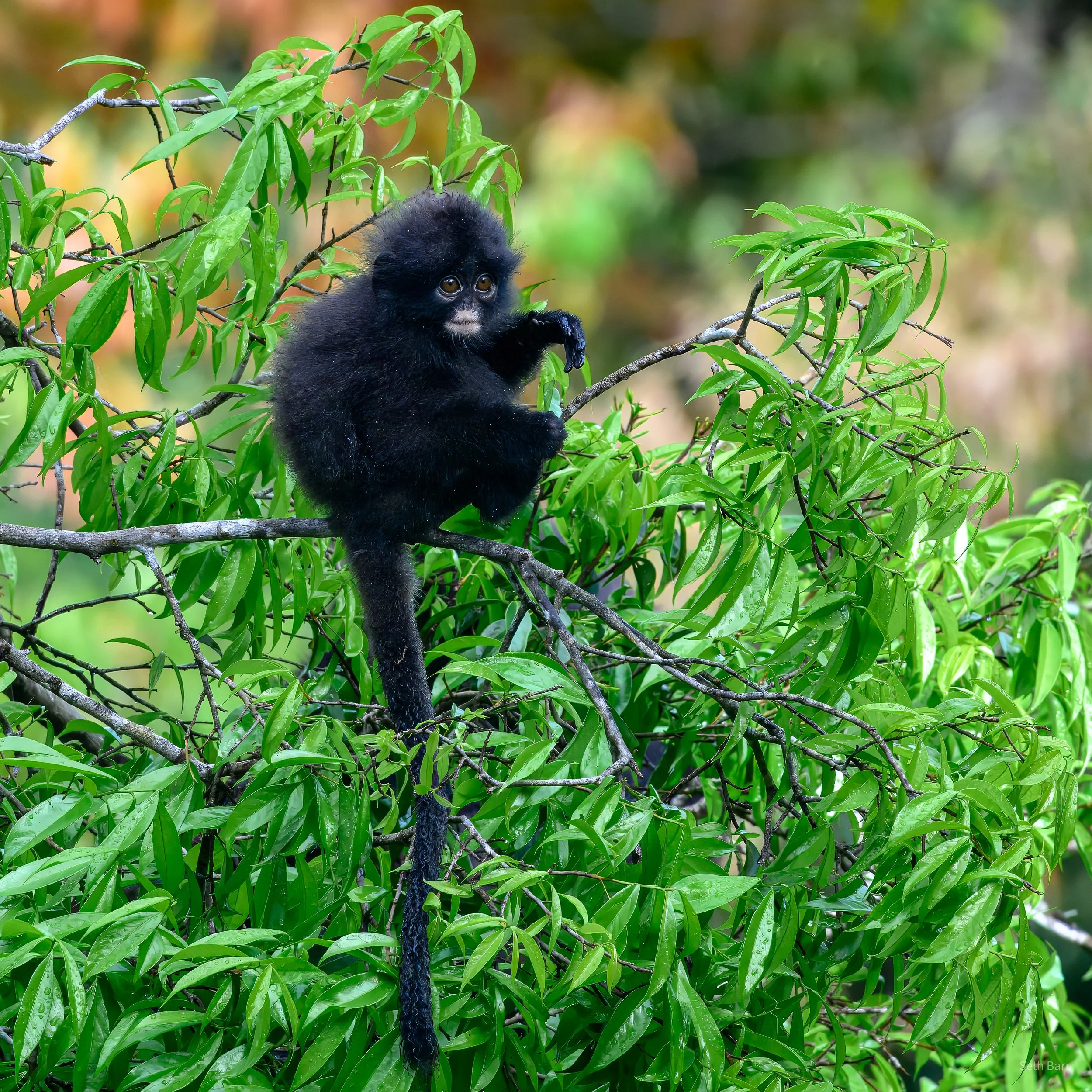 Robinson's Banded Langur