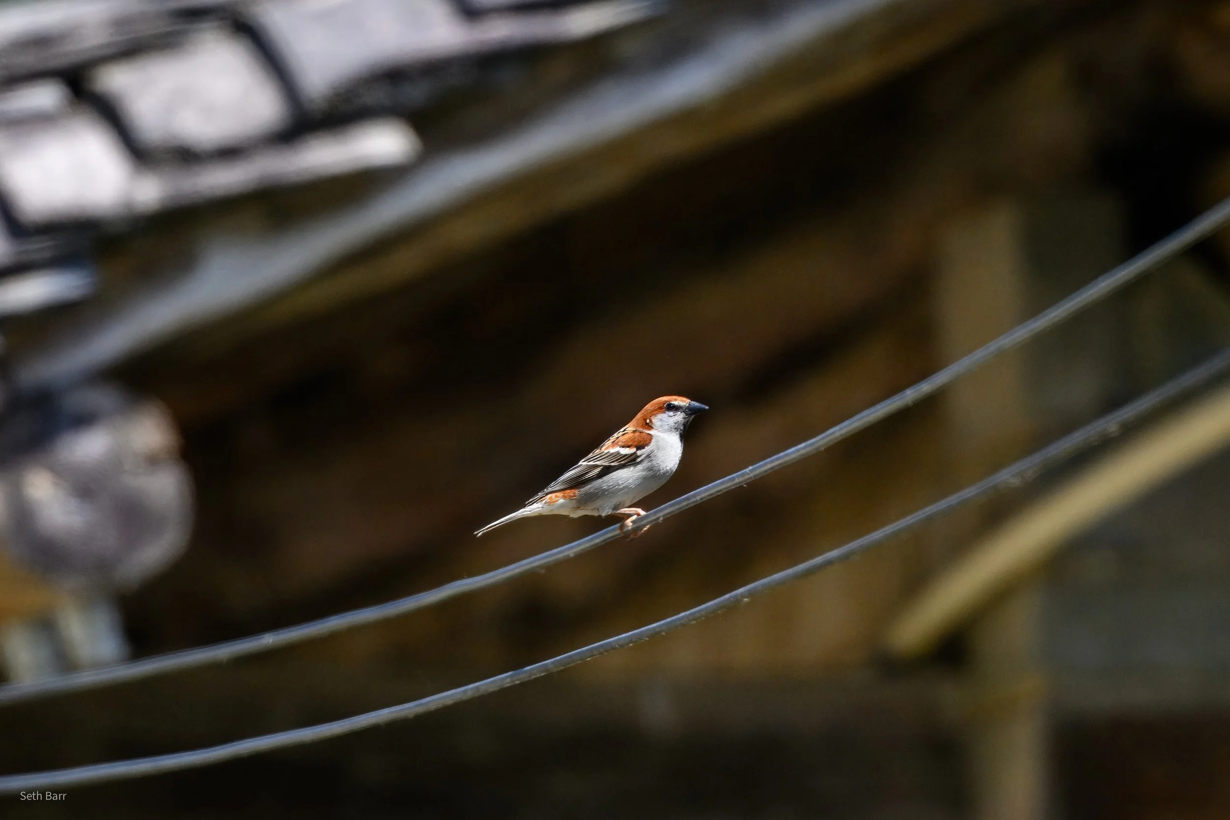 Russet Sparrow - Shaanxi Province